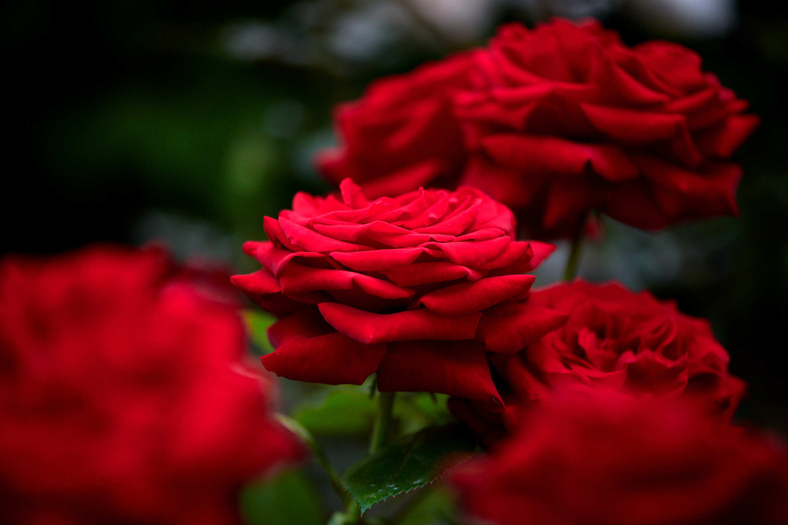 Roses. Nature and macro photography by Elena Zhukova