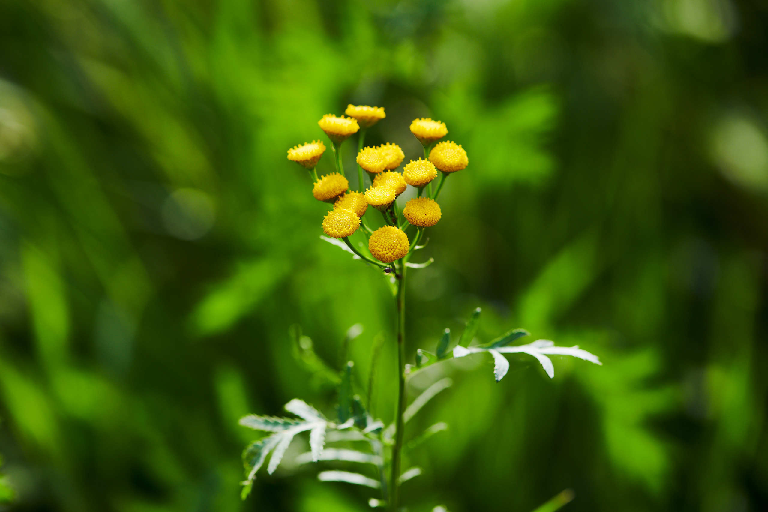 Flowers. Nature and macro photography by Elena Zhukova