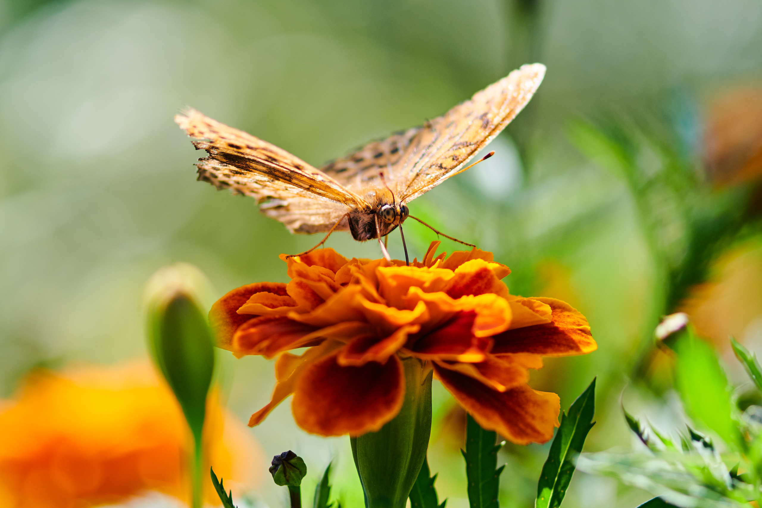 Nature and macro photography by Elena Zhukova