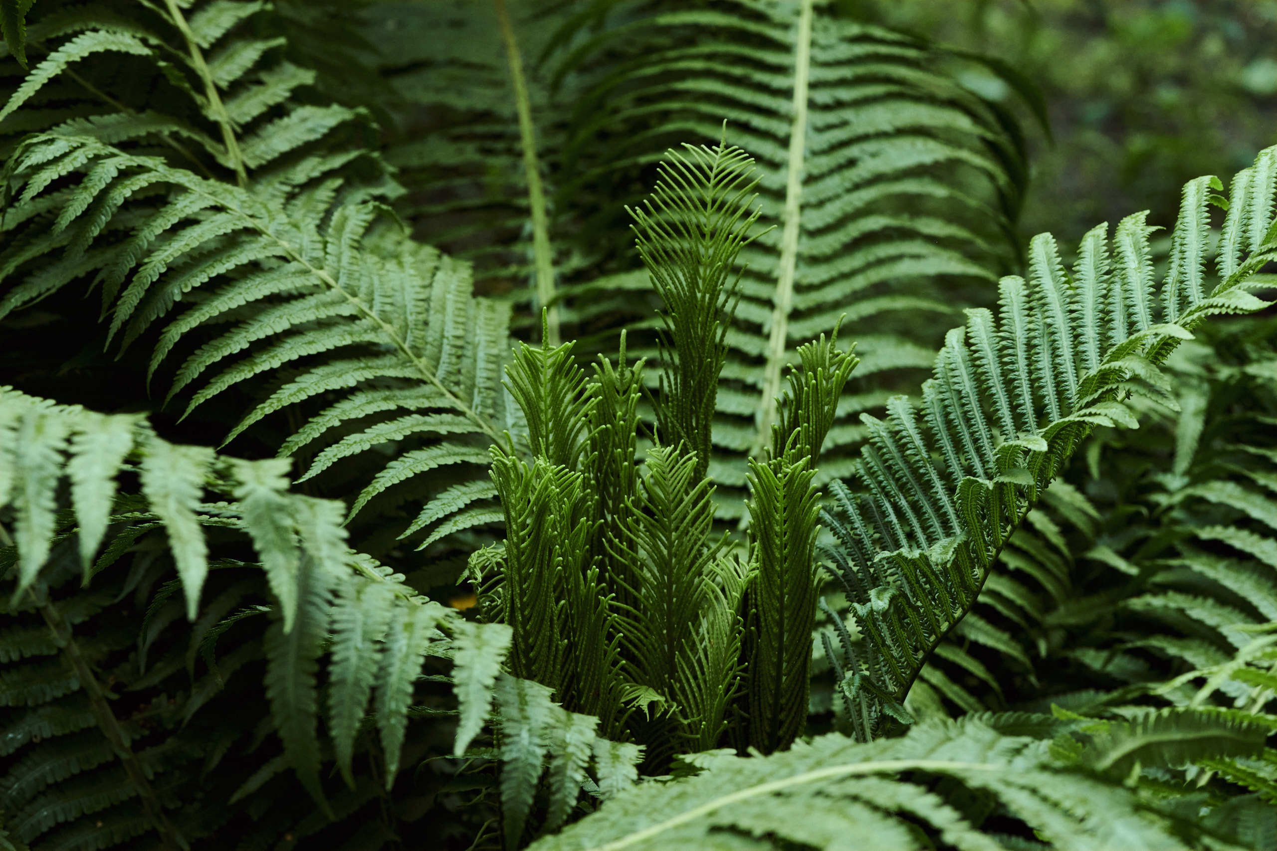 Nature and macro photography by Elena Zhukova