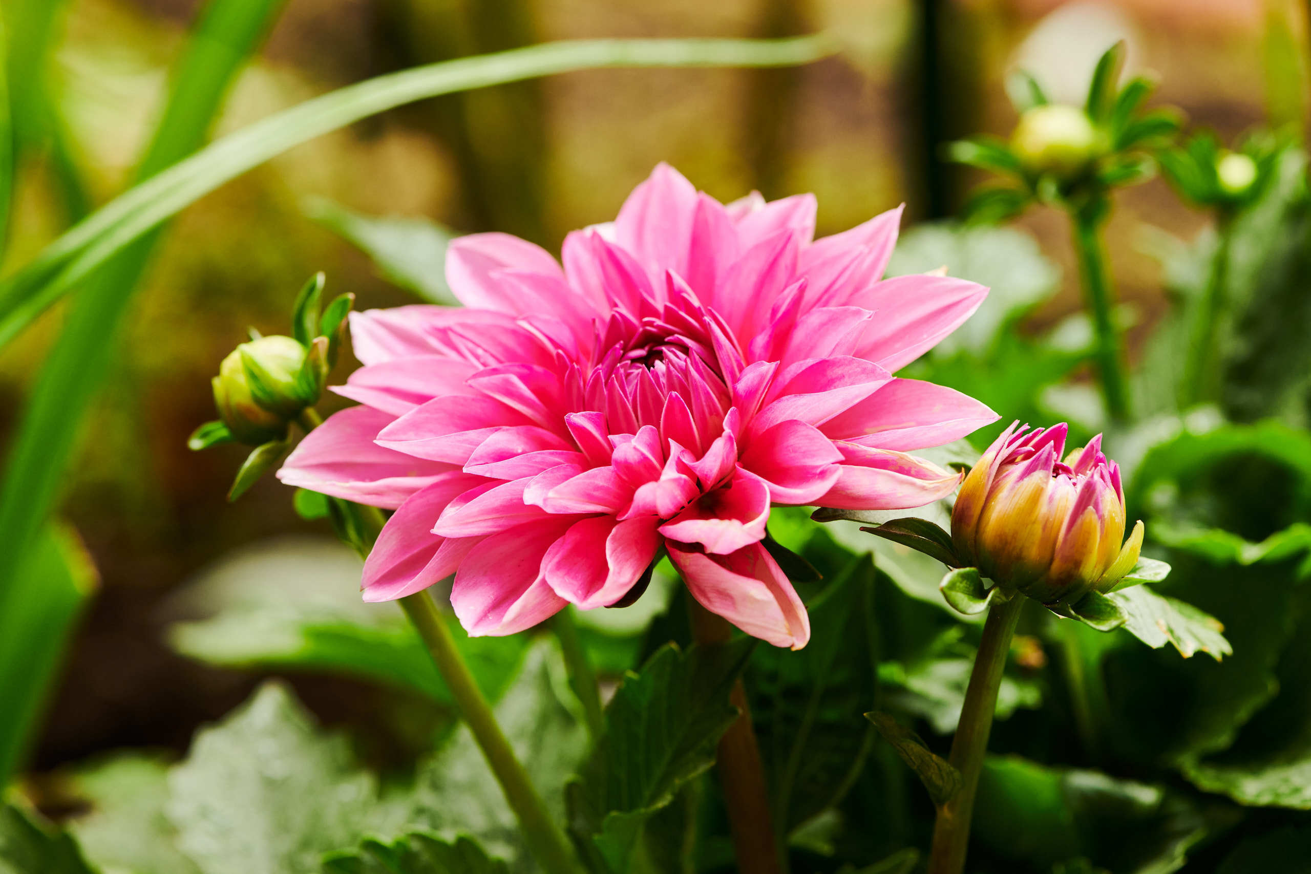 Flowers. Nature and macro photography by Elena Zhukova