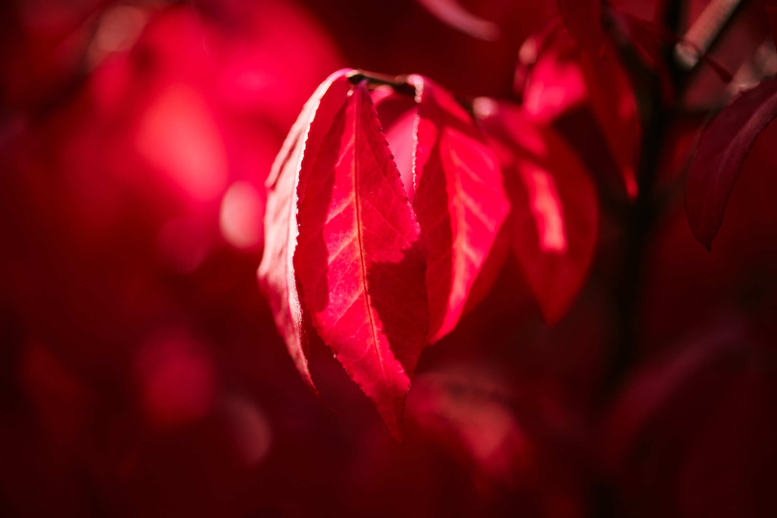 Leaves. Nature and macro photography by Elena Zhukova