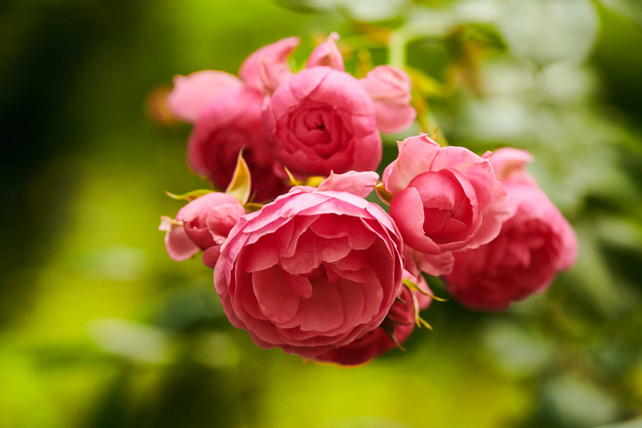 Nature and macro photography by Elena Zhukova