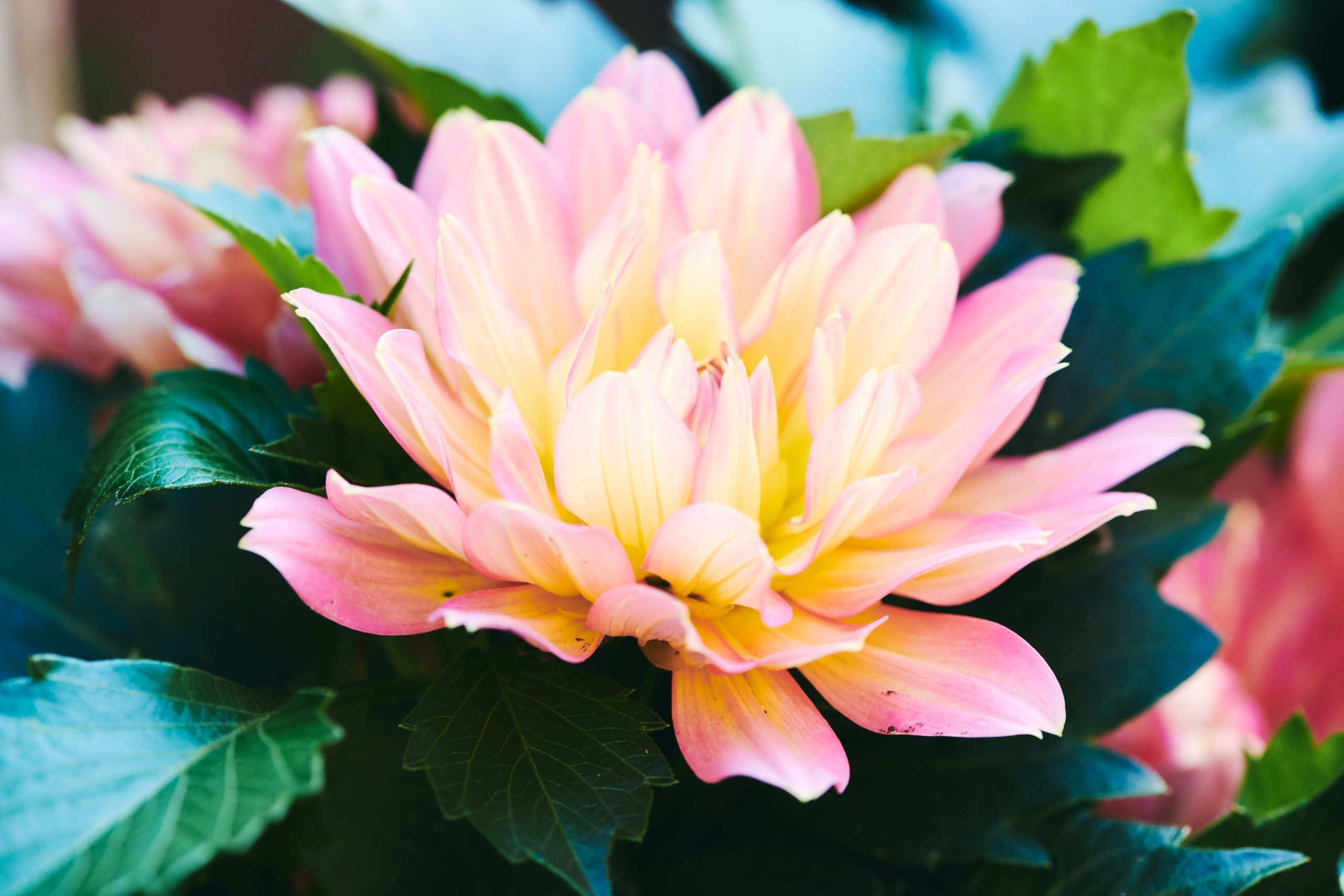 Flowers. Nature and macro photography by Elena Zhukova