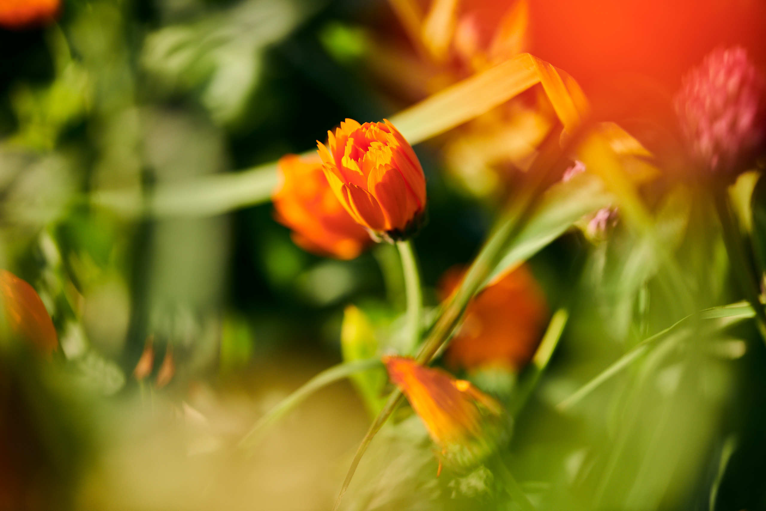 Flowers. Nature and macro photography by Elena Zhukova