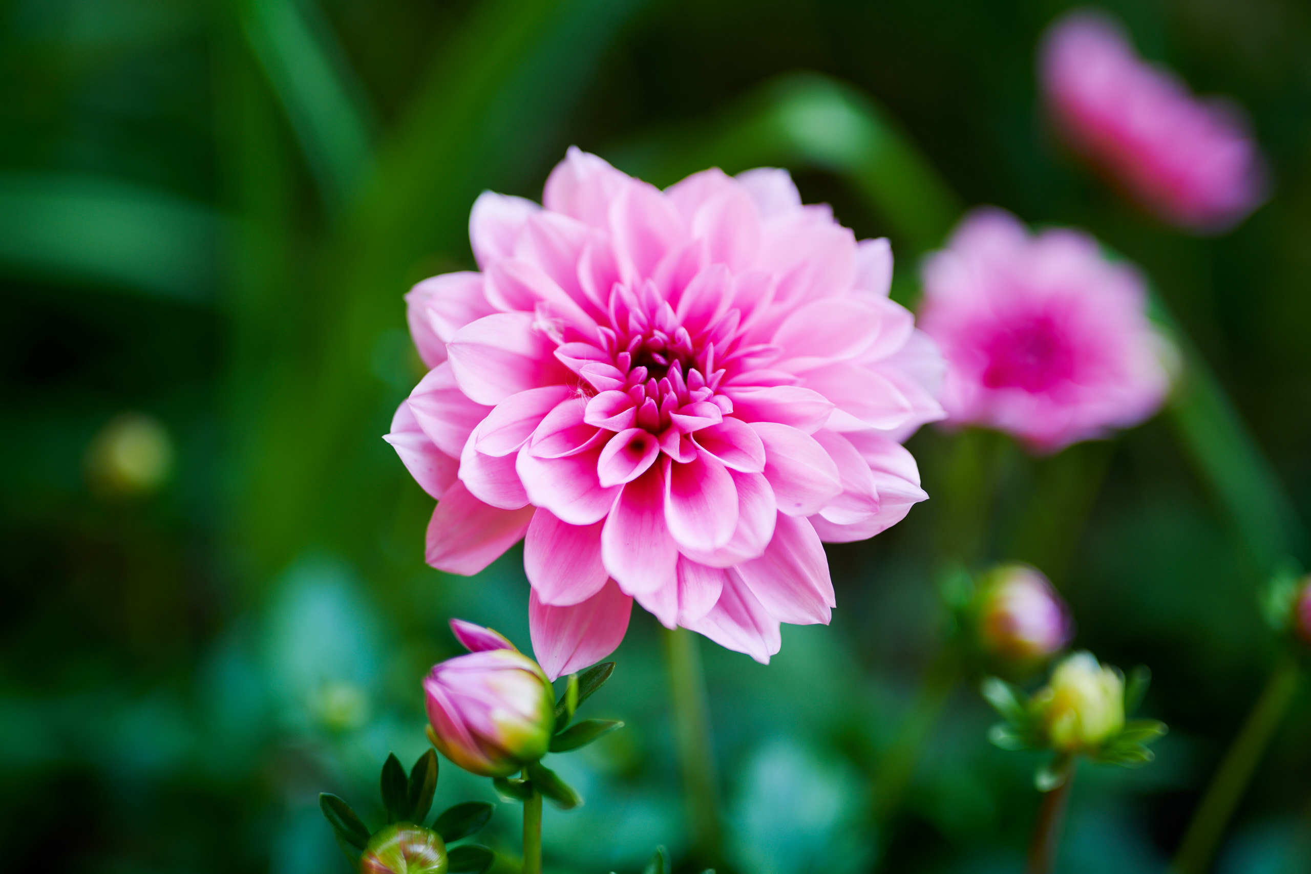 Flowers. Nature and macro photography by Elena Zhukova