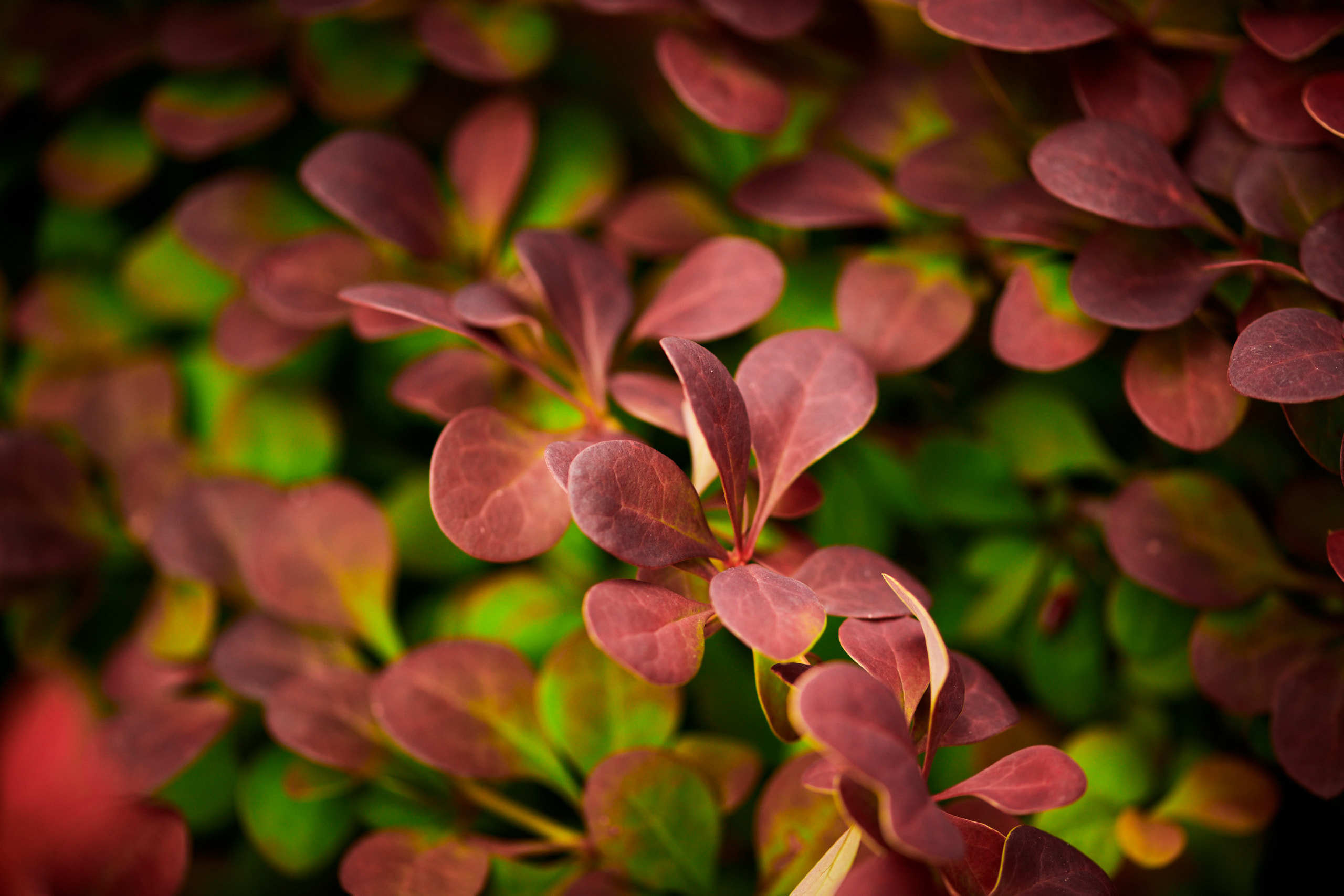 Leaves. Nature and macro photography by Elena Zhukova