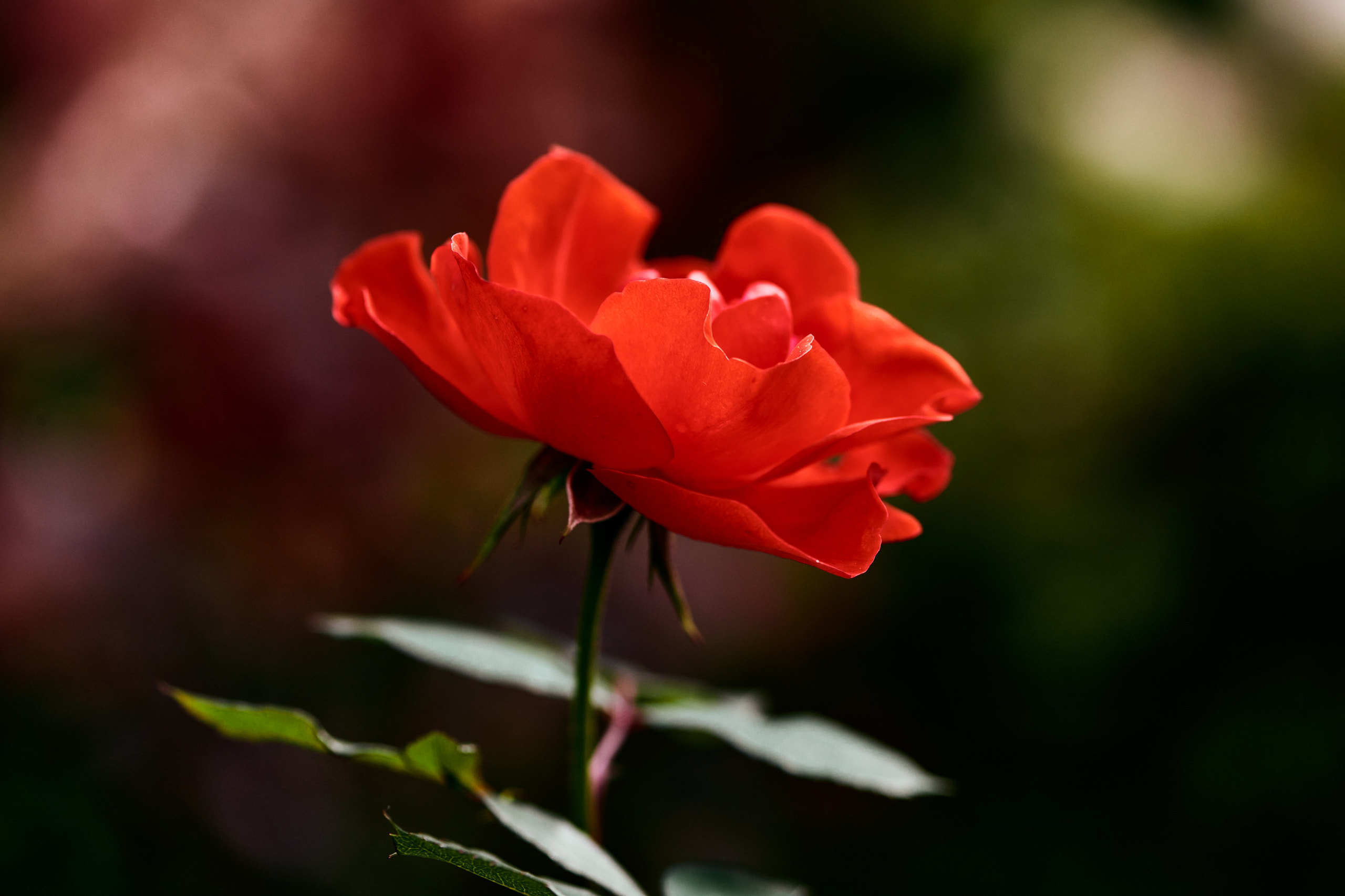 Nature and macro photography by Elena Zhukova