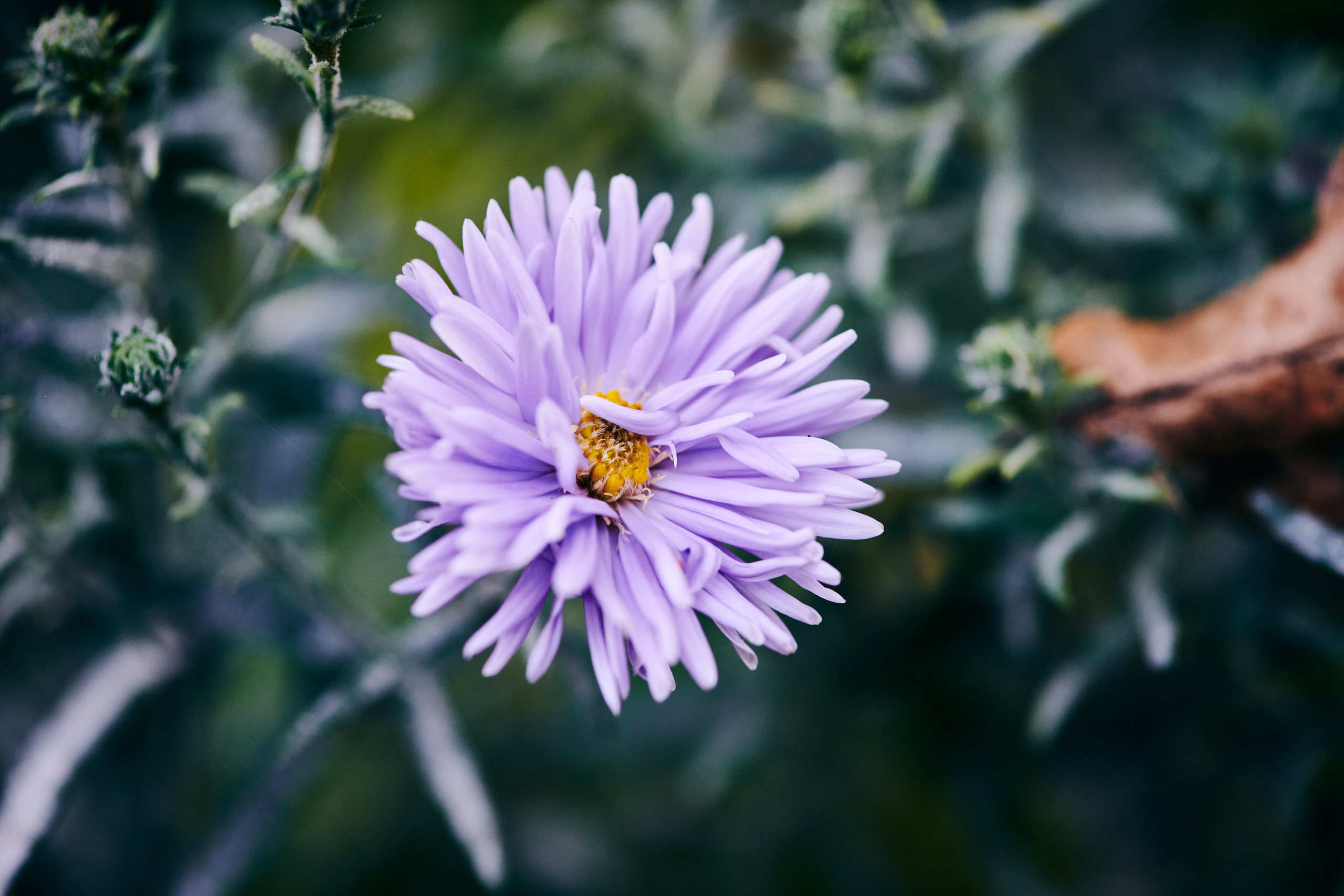 Flowers. Nature and macro photography by Elena Zhukova