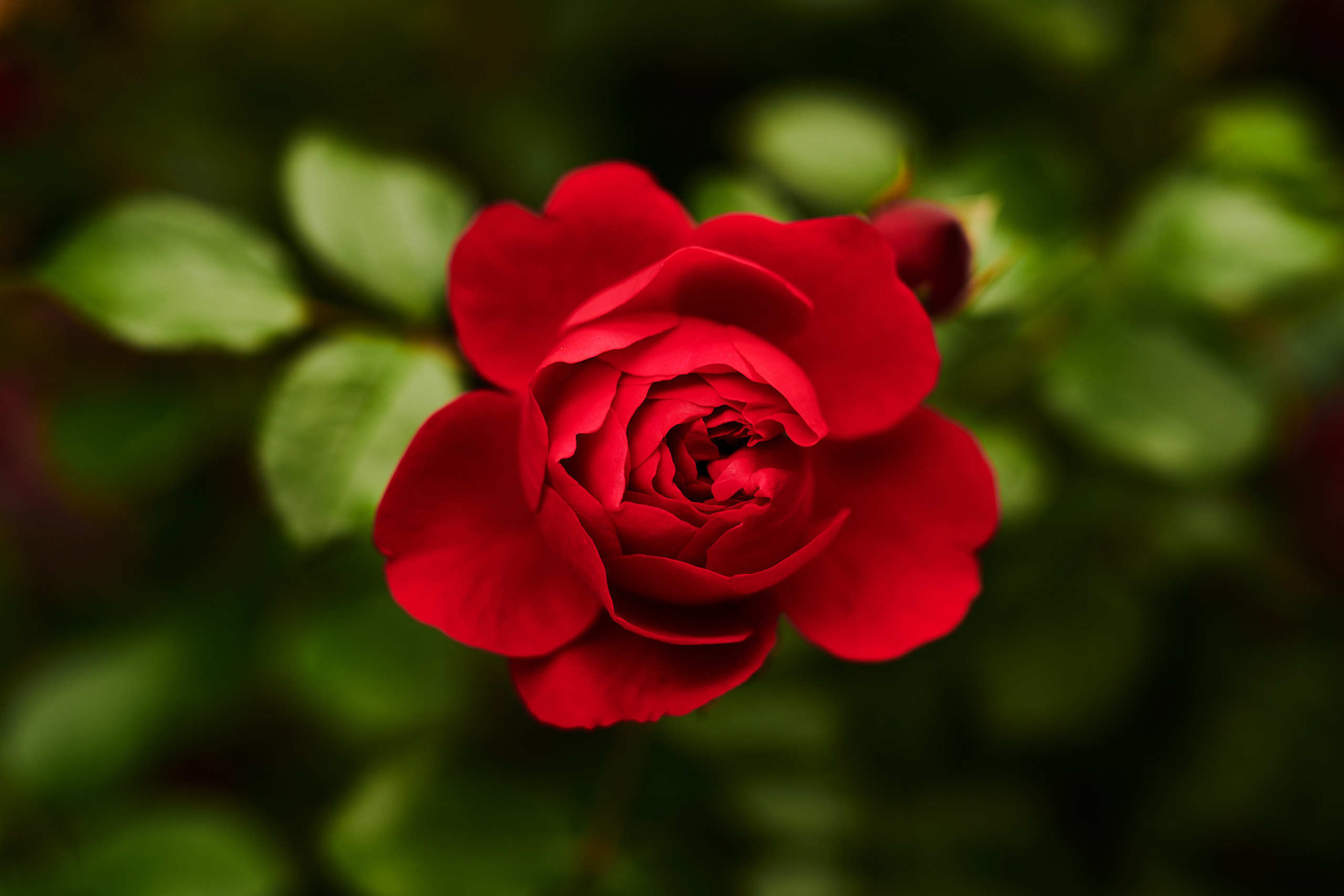 Nature and macro photography by Elena Zhukova