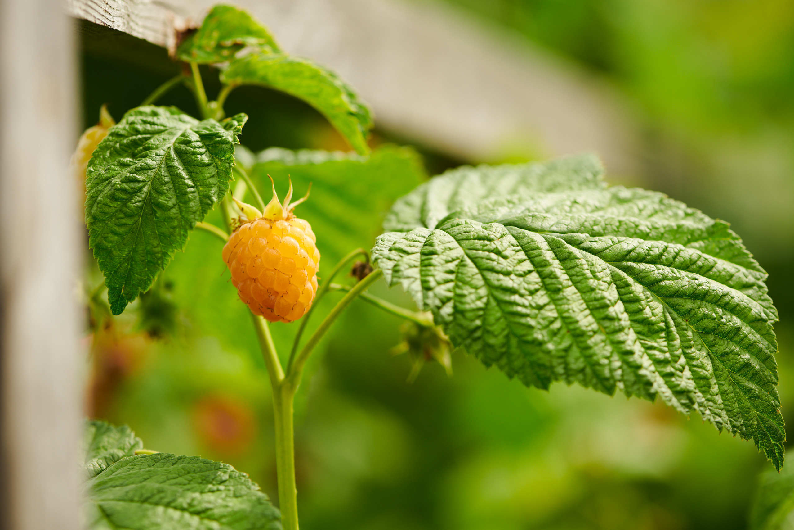 Berries. Nature and macro photography by Elena Zhukova