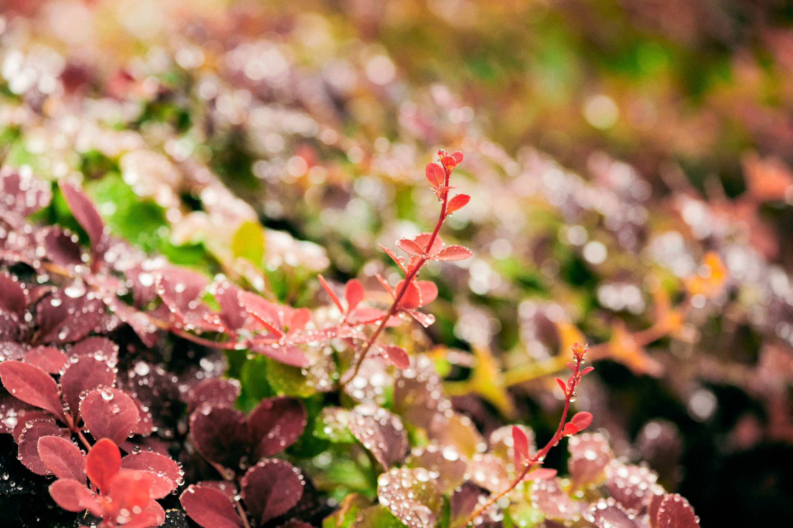 Leaves. Nature and macro photography by Elena Zhukova