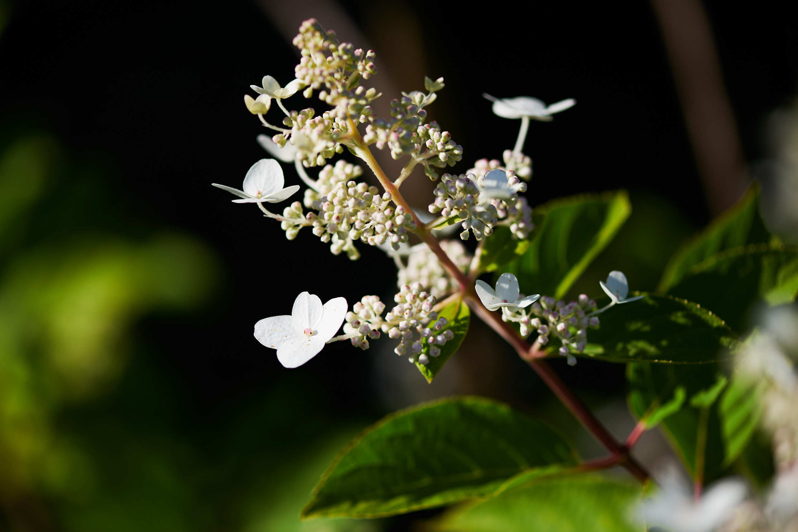 Flowers. Nature and macro photography by Elena Zhukova