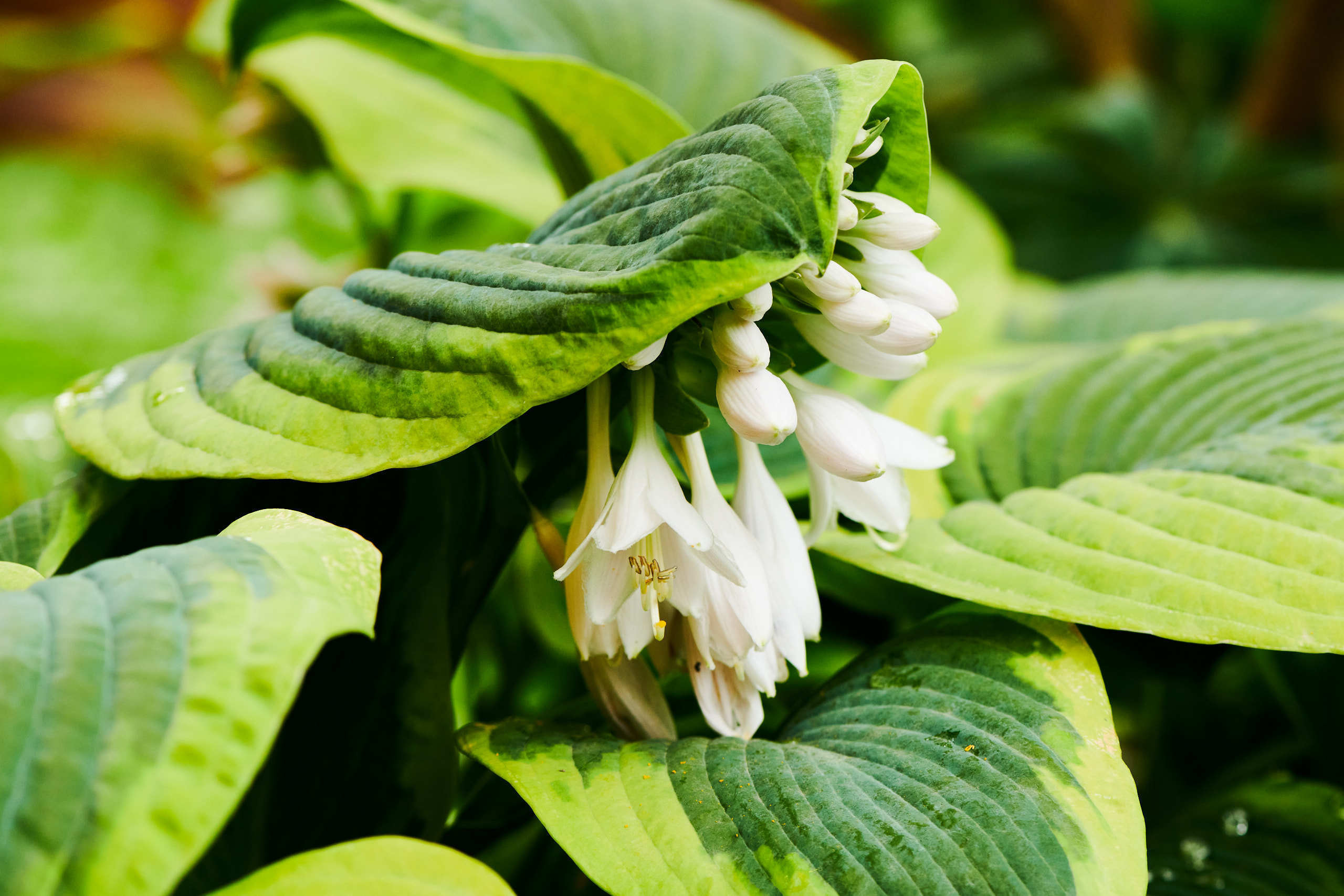 Flowers. Nature and macro photography by Elena Zhukova