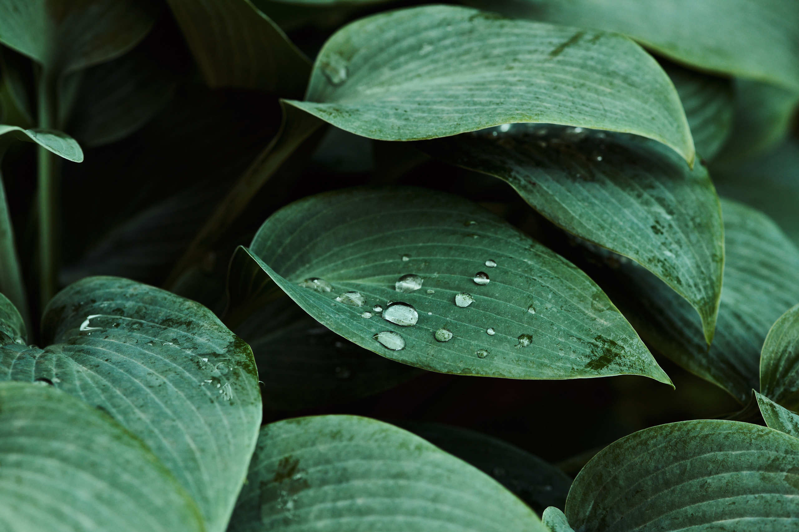 Leaves. Nature and macro photography by Elena Zhukova
