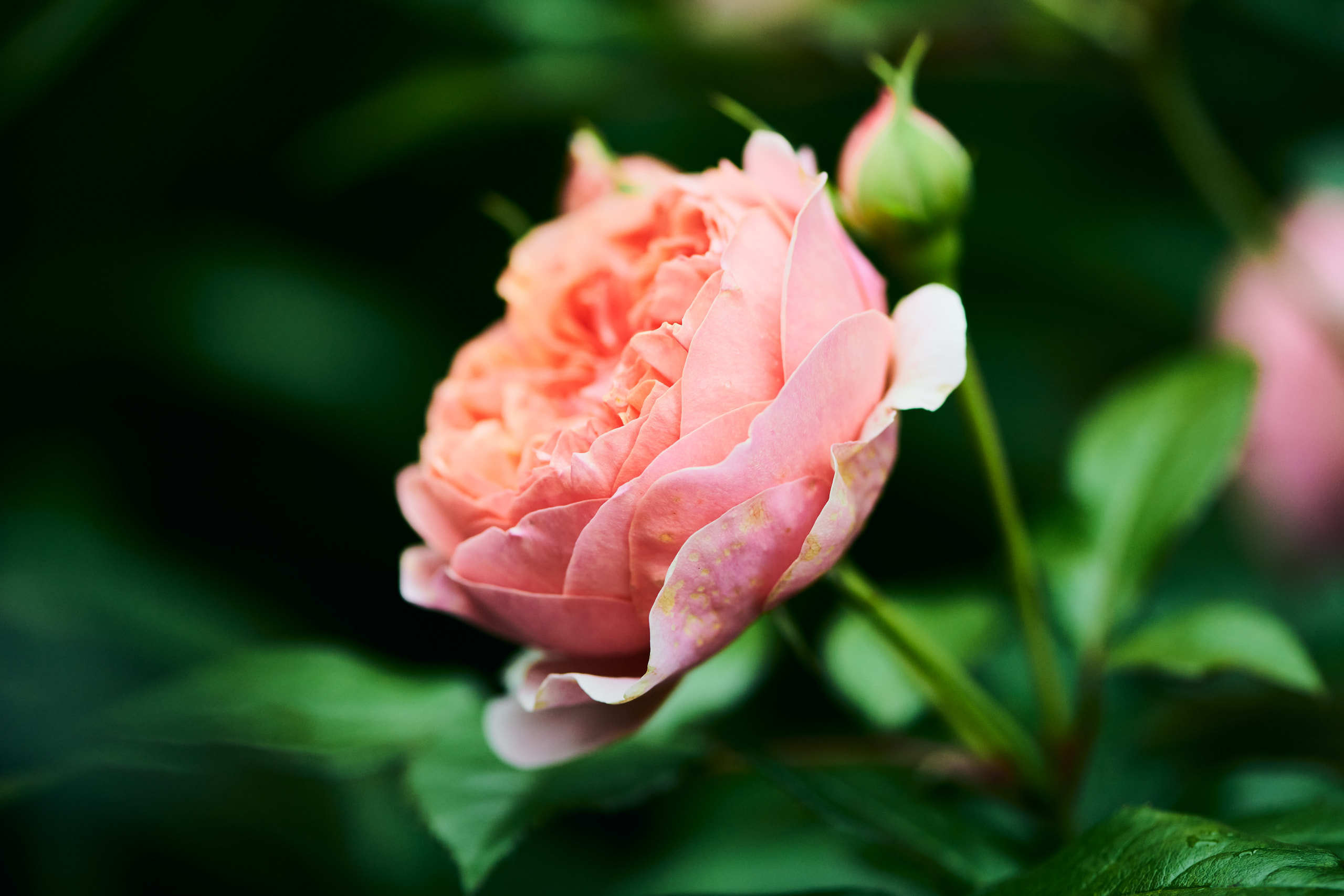 Roses. Nature and macro photography by Elena Zhukova