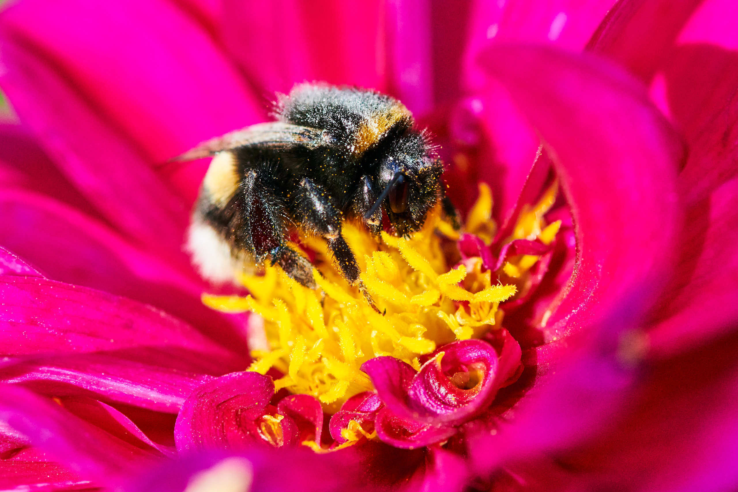 Small world. Nature and macro photography by Elena Zhukova
