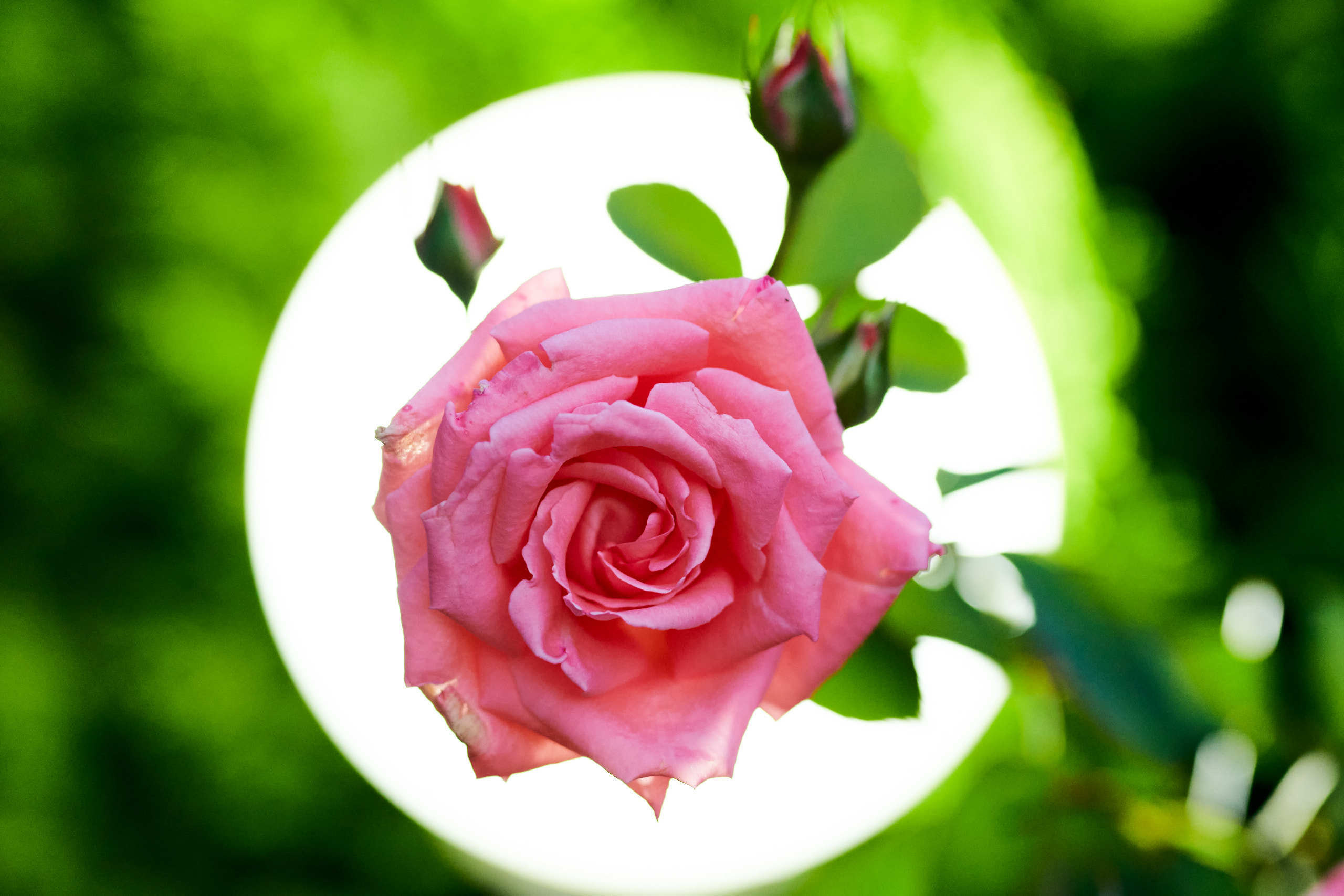 Roses. Nature and macro photography by Elena Zhukova