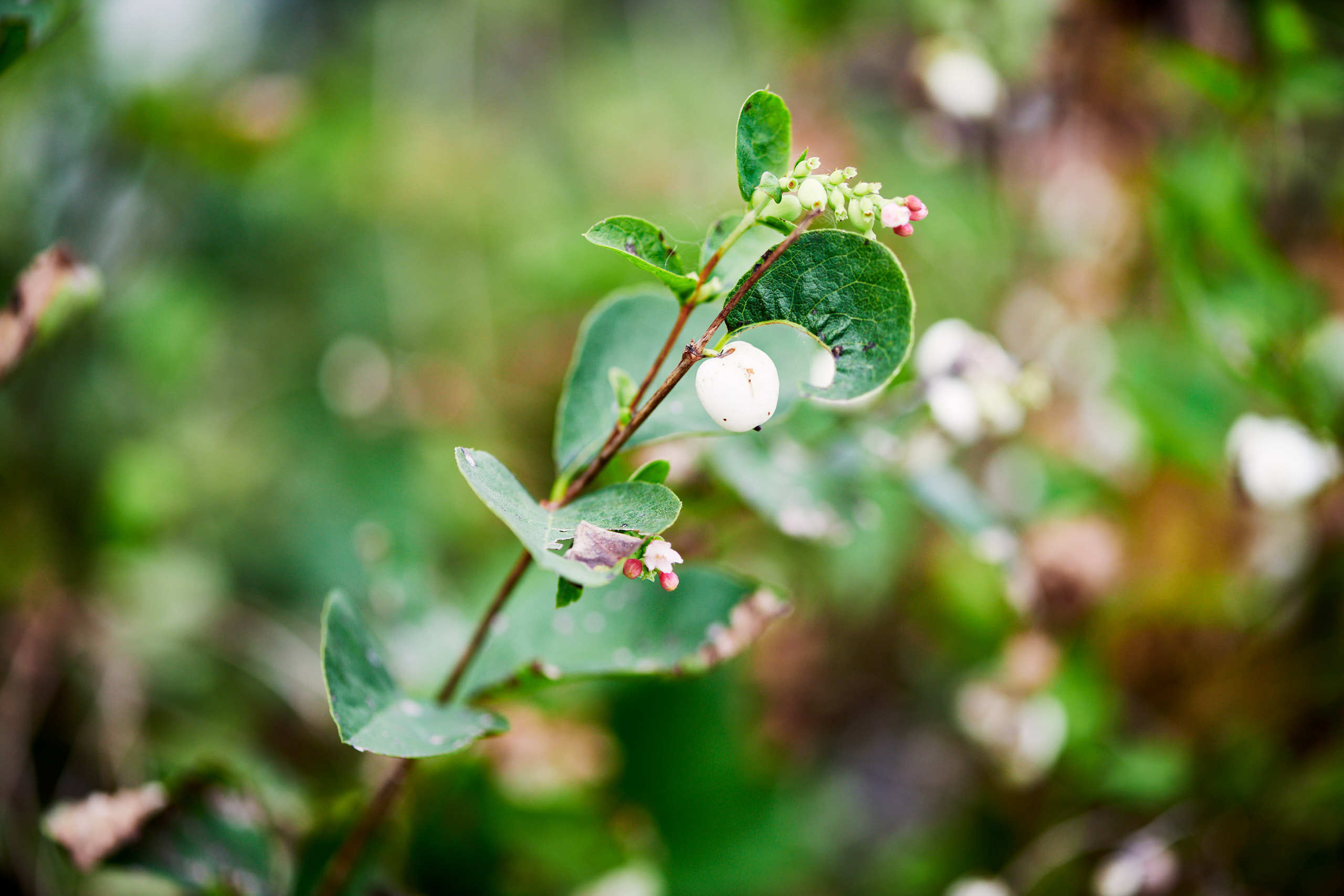 Berries. Nature and macro photography by Elena Zhukova
