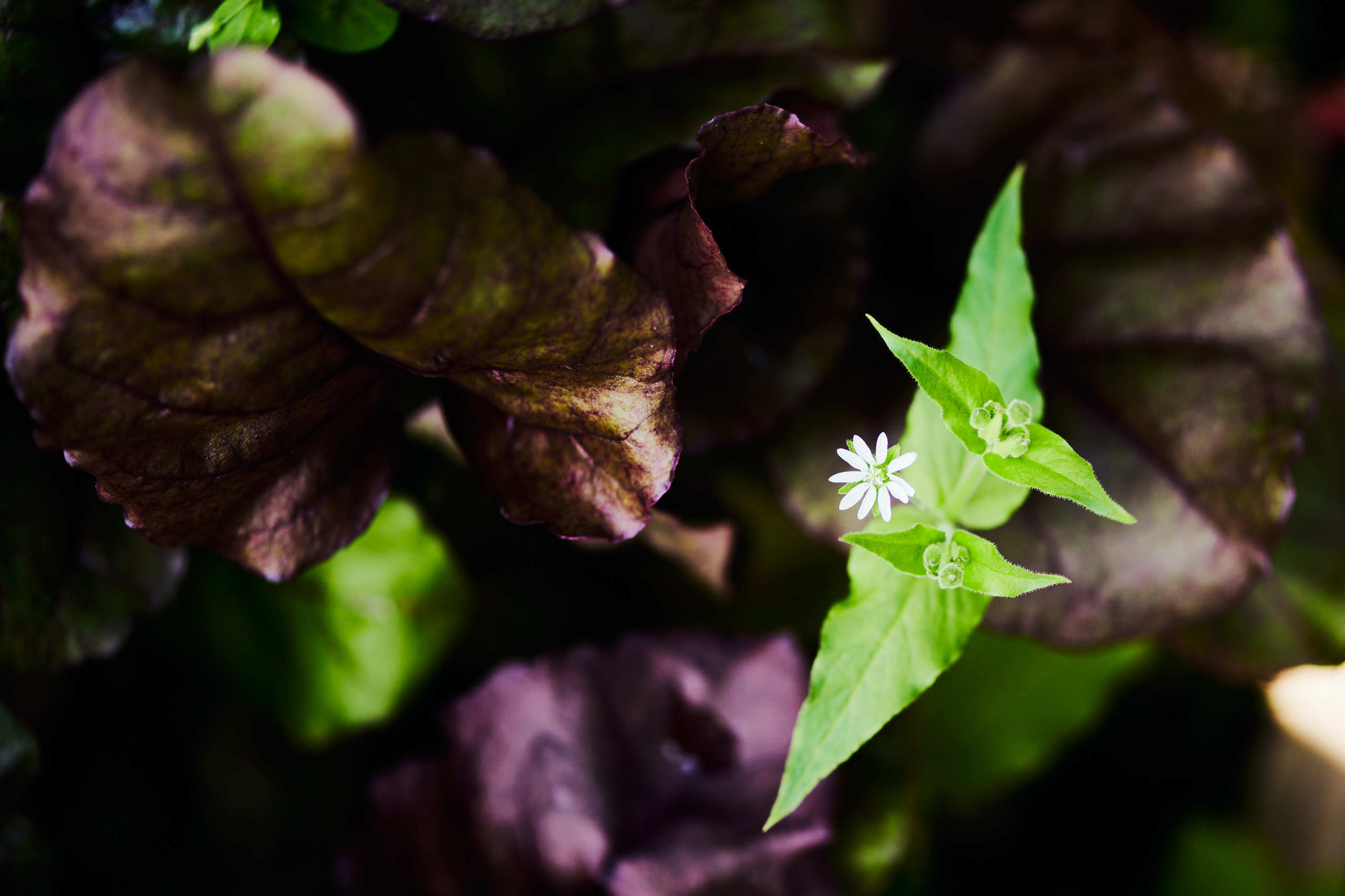 Leaves. Nature and macro photography by Elena Zhukova