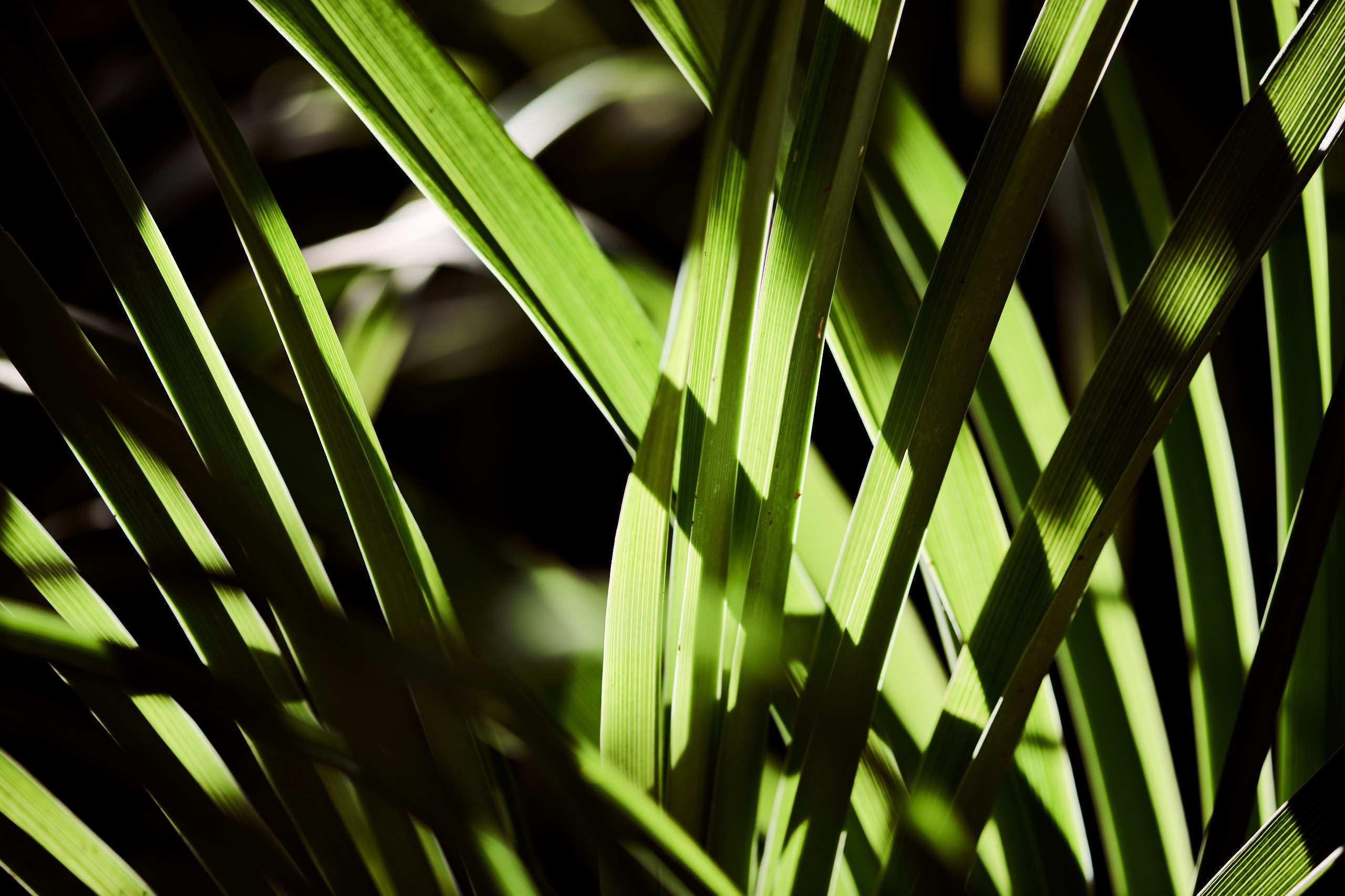Leaves. Nature and macro photography by Elena Zhukova