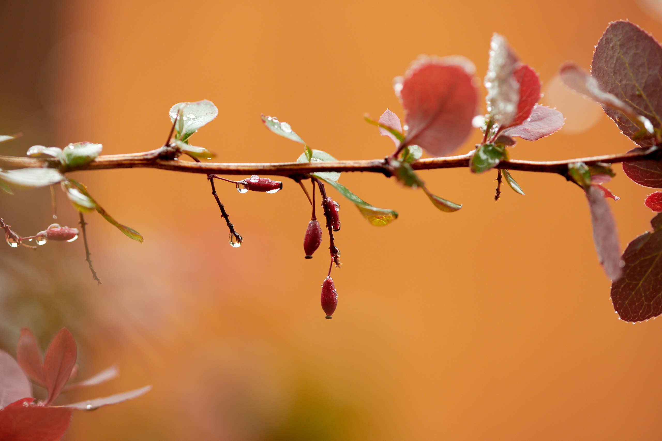 Berries. Nature and macro photography by Elena Zhukova