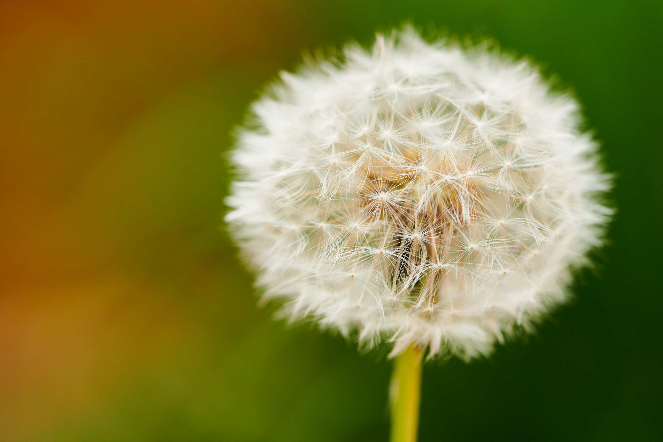 Flowers. Nature and macro photography by Elena Zhukova