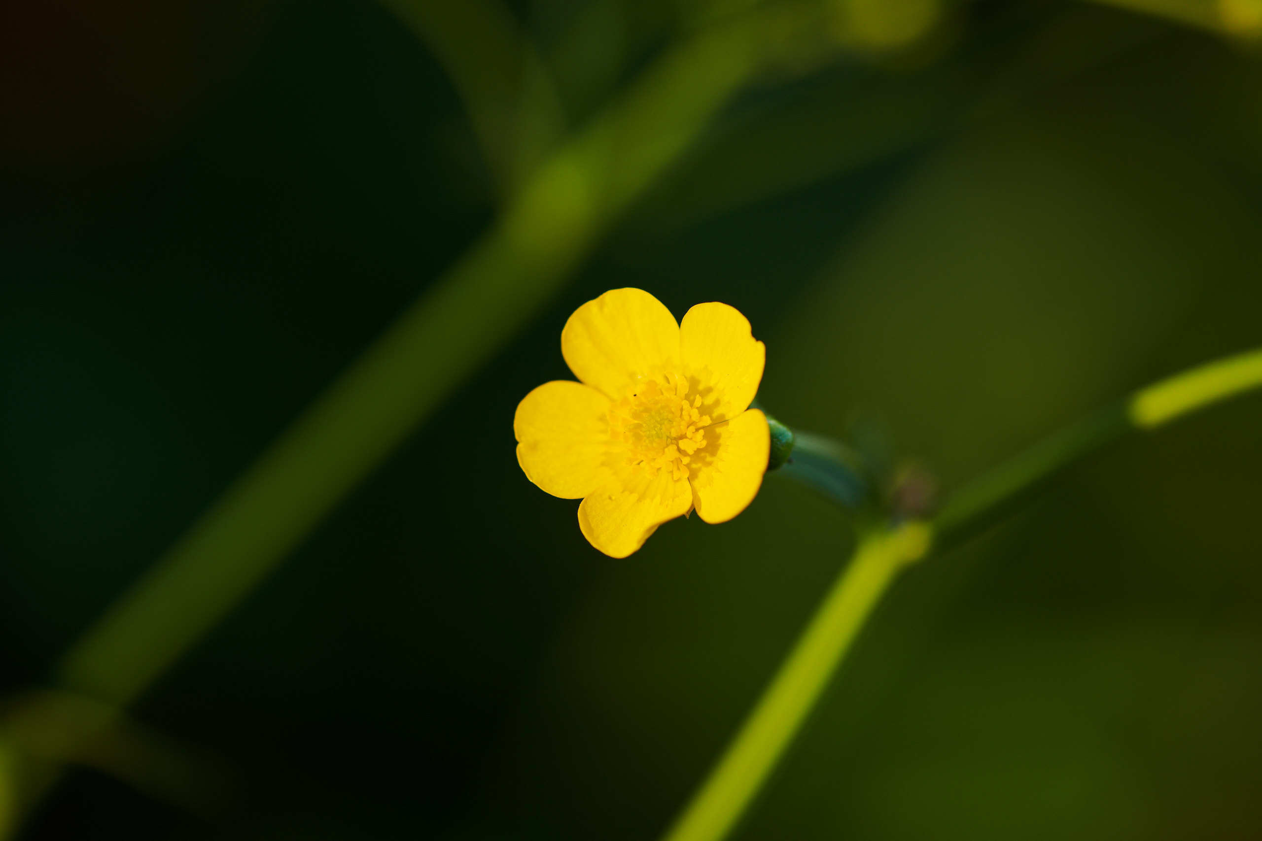 Flowers. Nature and macro photography by Elena Zhukova