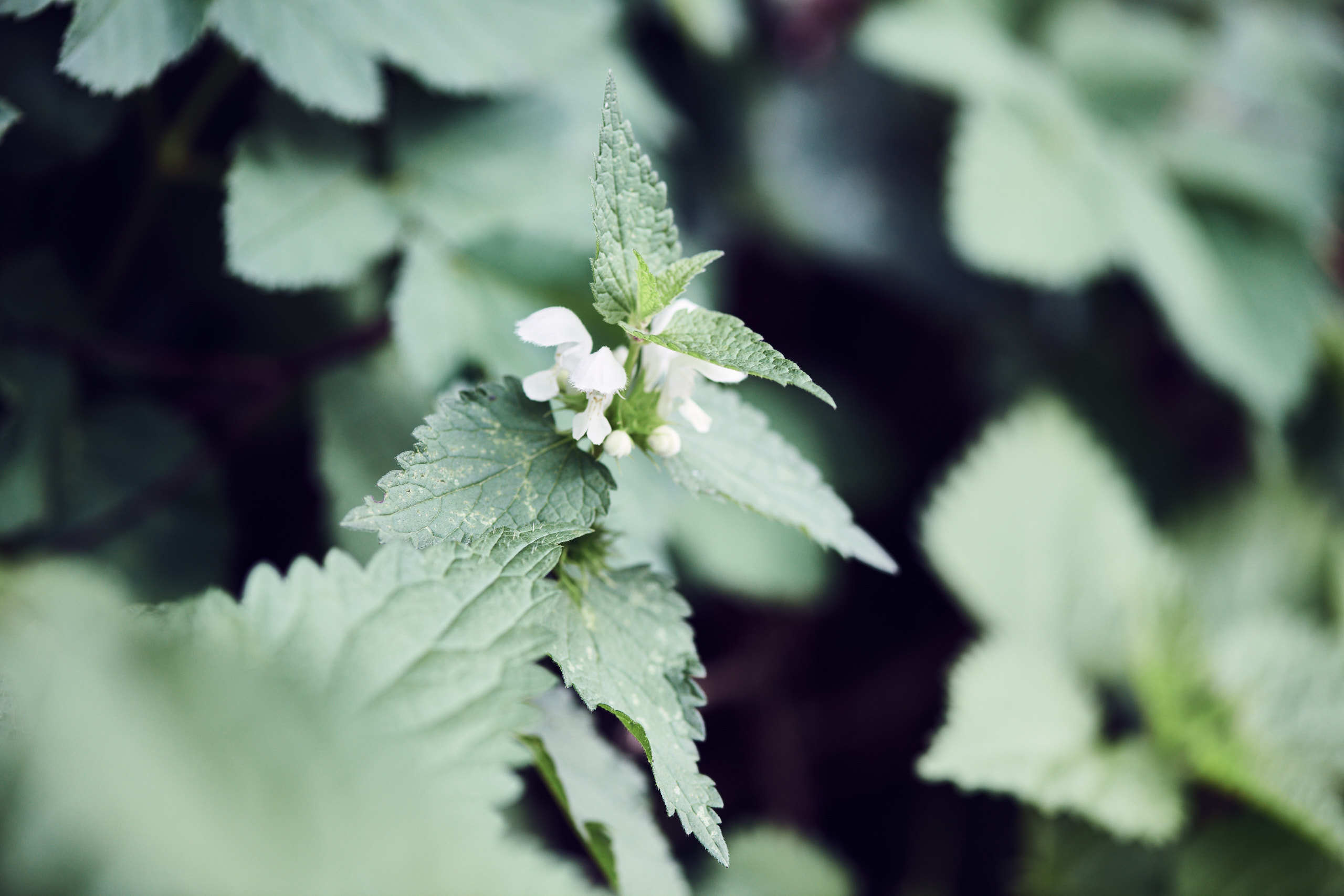 Flowers. Nature and macro photography by Elena Zhukova