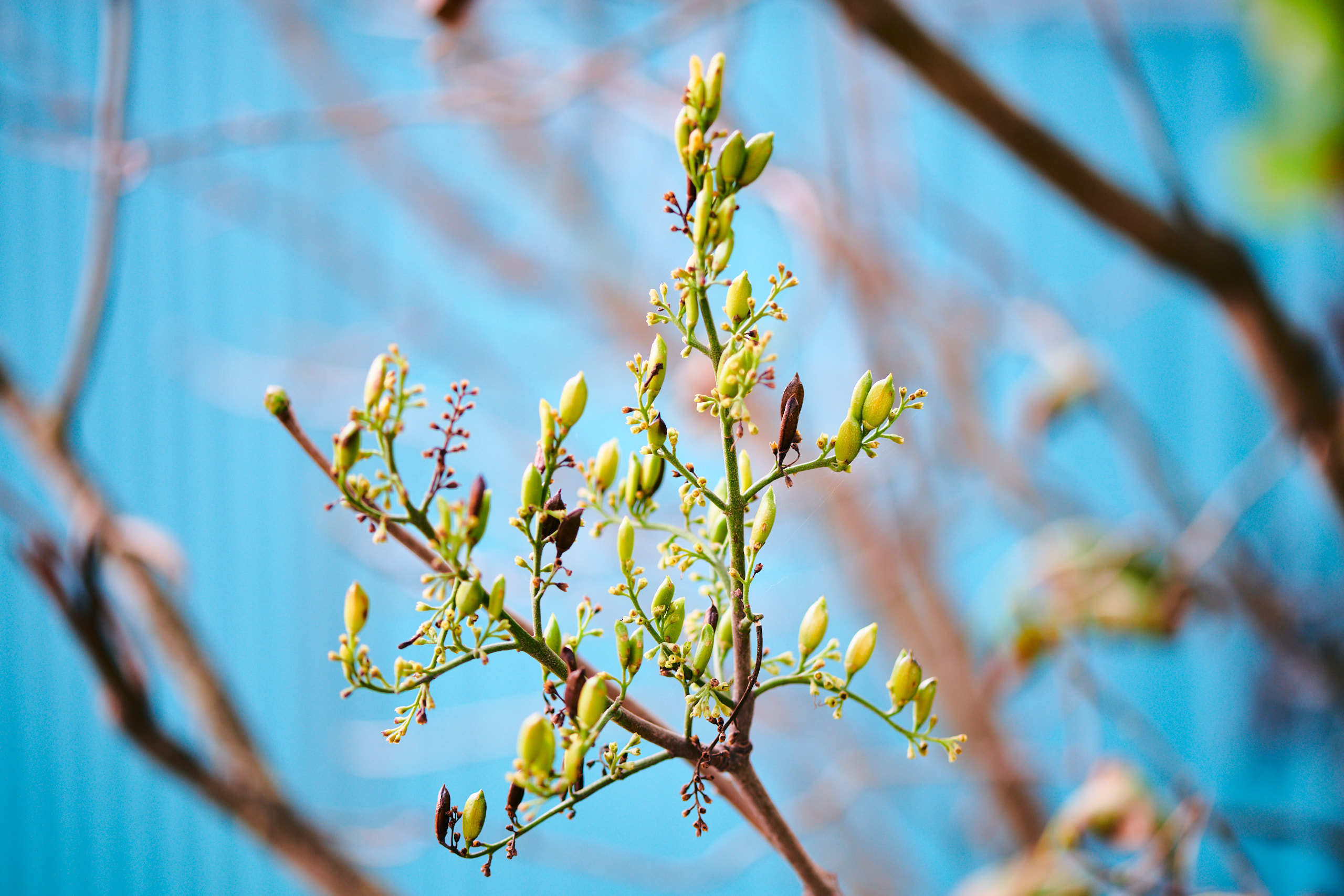 Leaves. Nature and macro photography by Elena Zhukova