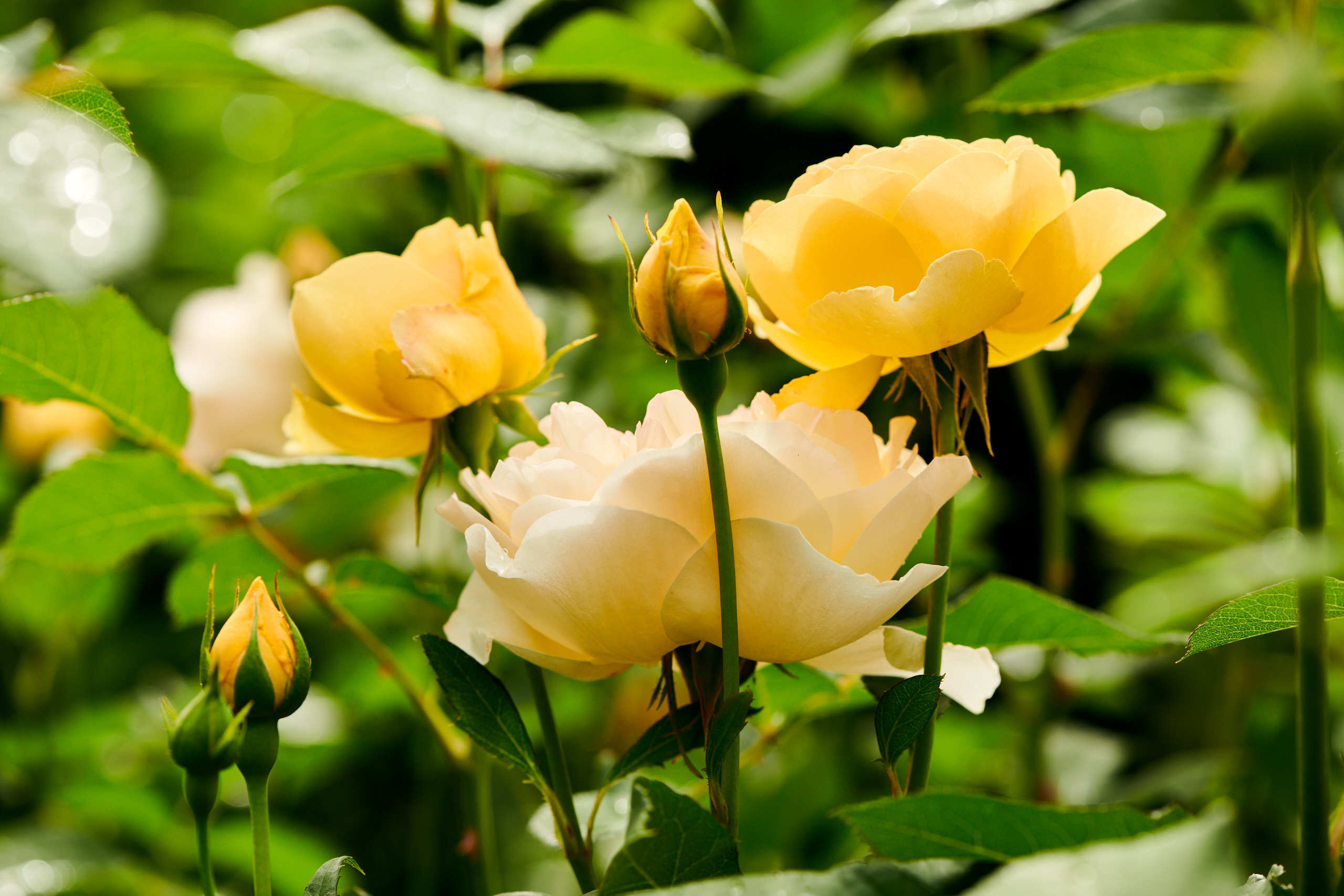 Roses. Nature and macro photography by Elena Zhukova