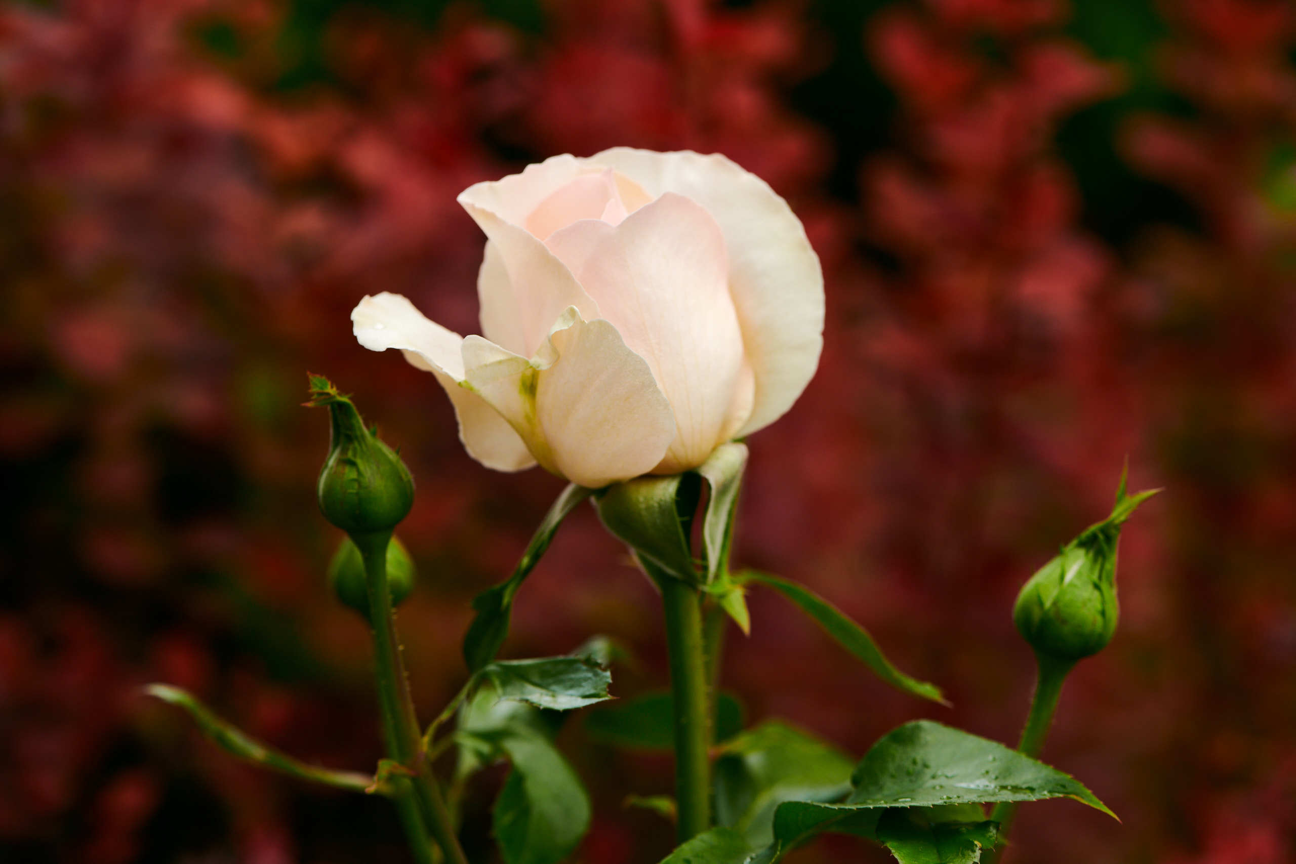 Roses. Nature and macro photography by Elena Zhukova