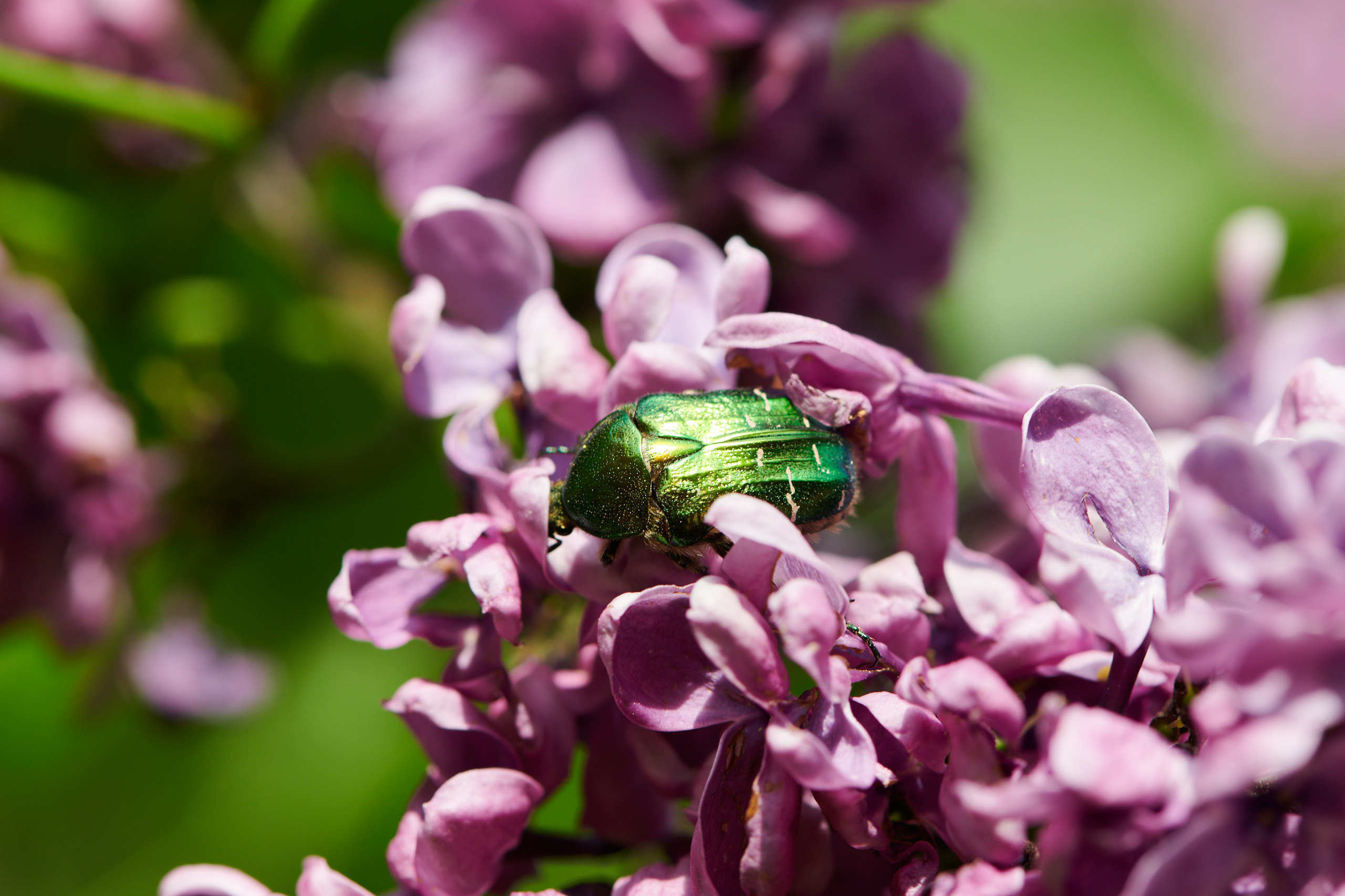 Small world. Nature and macro photography by Elena Zhukova