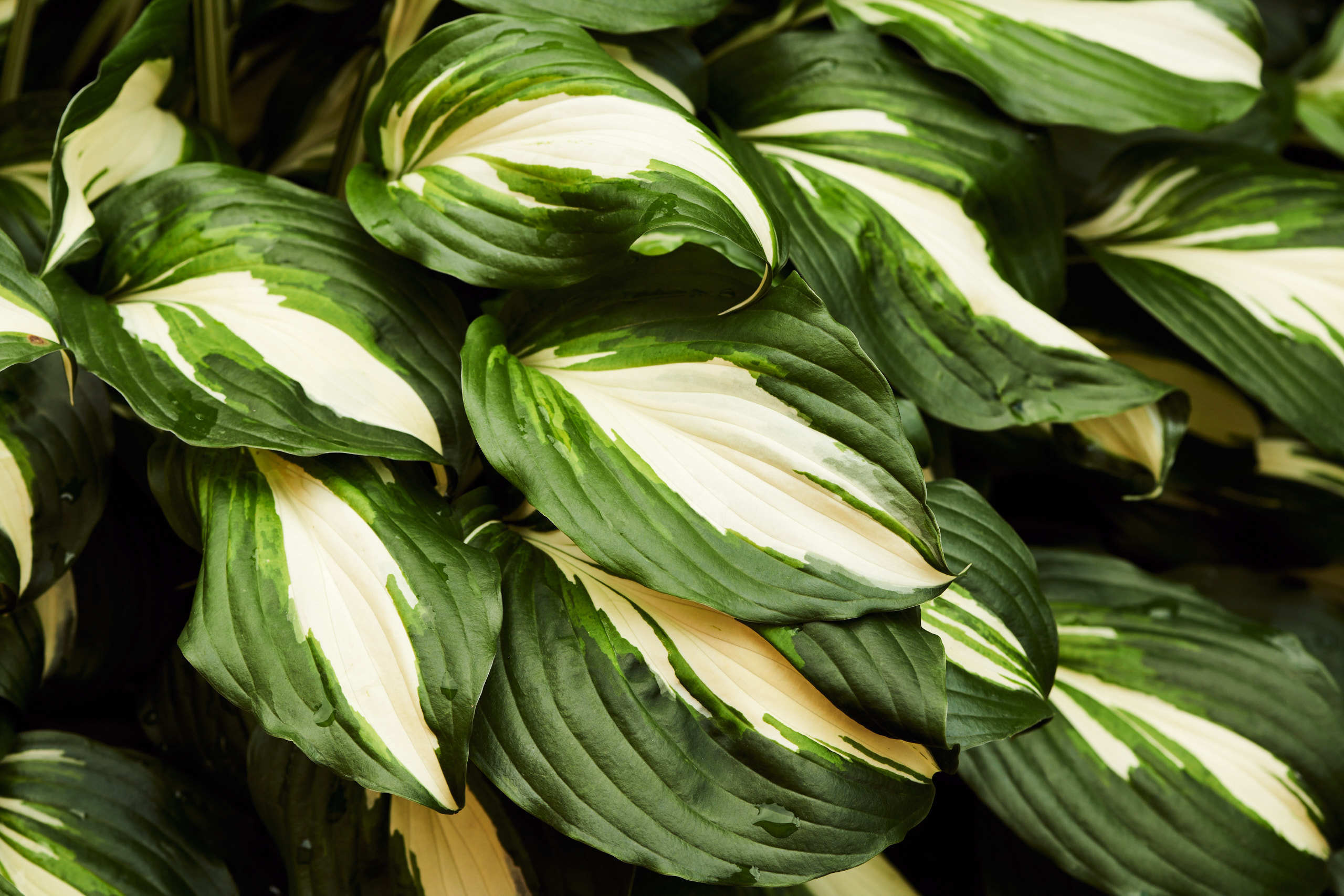 Leaves. Nature and macro photography by Elena Zhukova