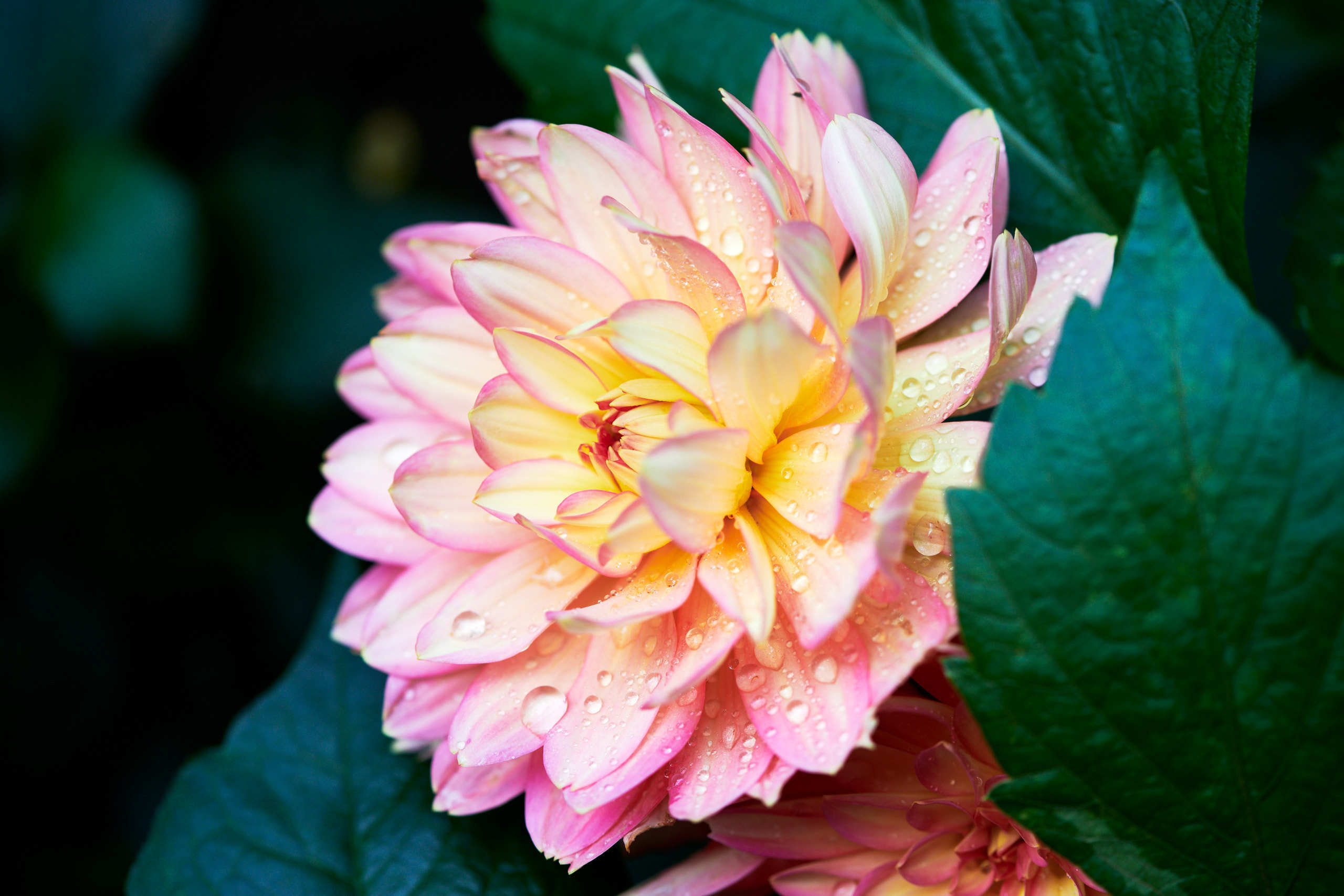 Flowers. Nature and macro photography by Elena Zhukova