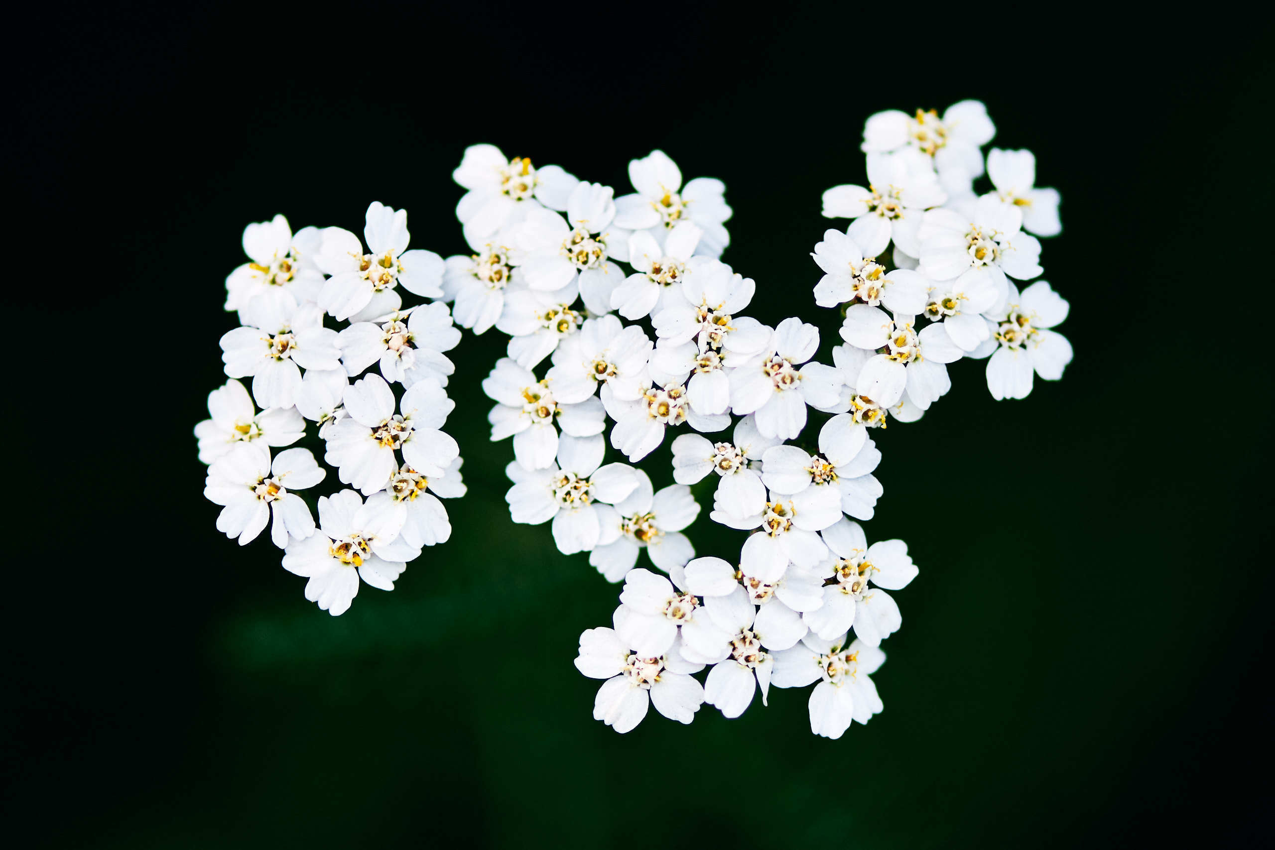 Flowers. Nature and macro photography by Elena Zhukova