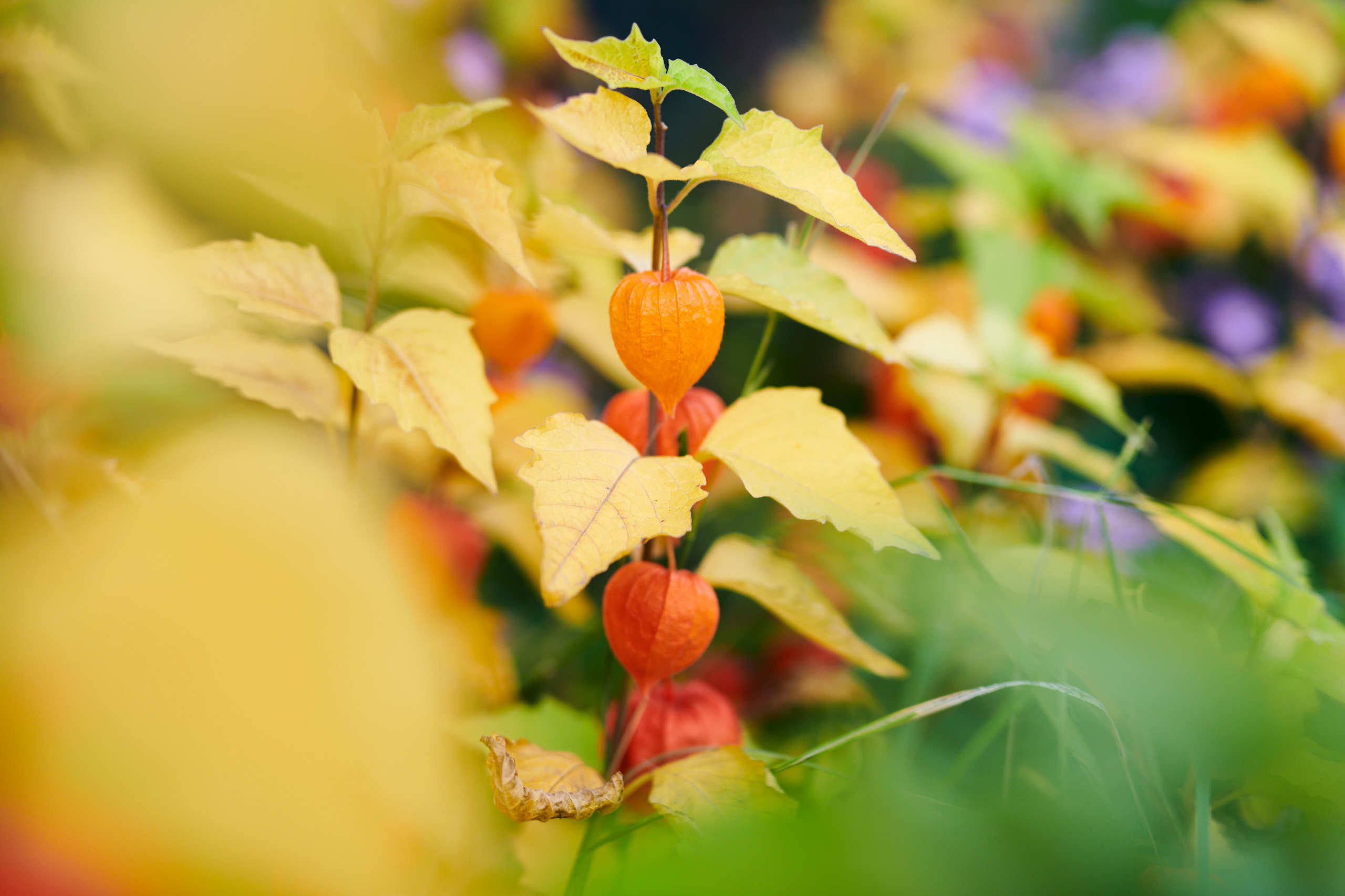 Berries. Nature and macro photography by Elena Zhukova