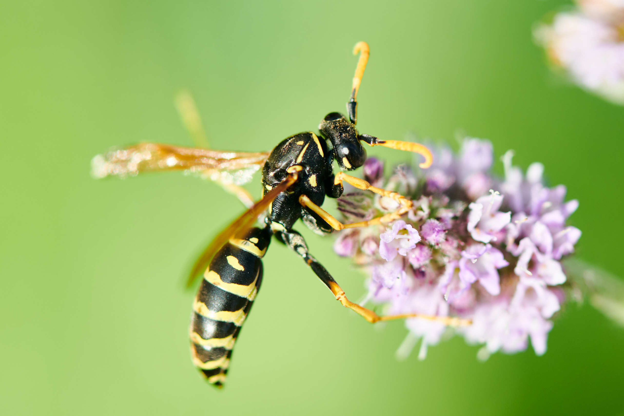 Small world. Nature and macro photography by Elena Zhukova