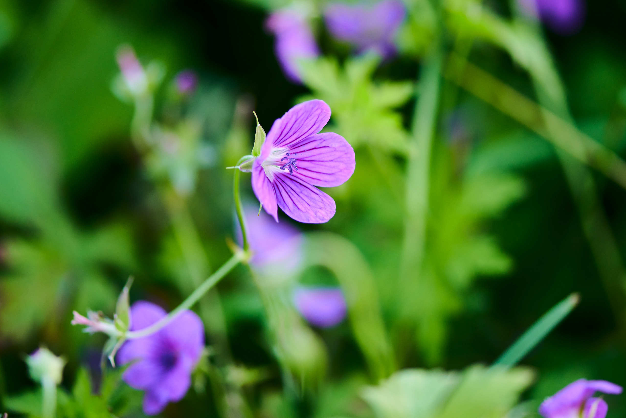 Flowers. Nature and macro photography by Elena Zhukova