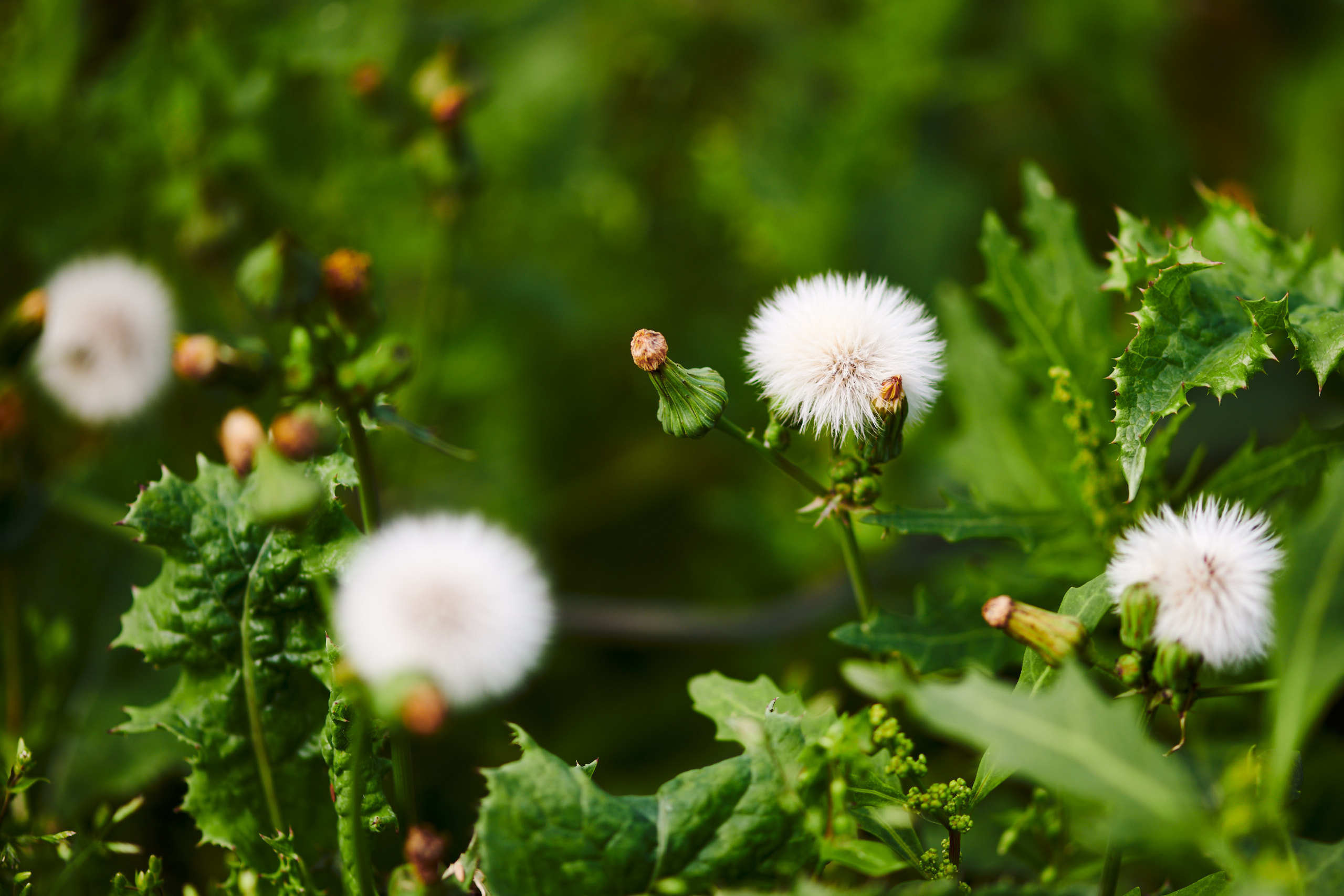Flowers. Nature and macro photography by Elena Zhukova