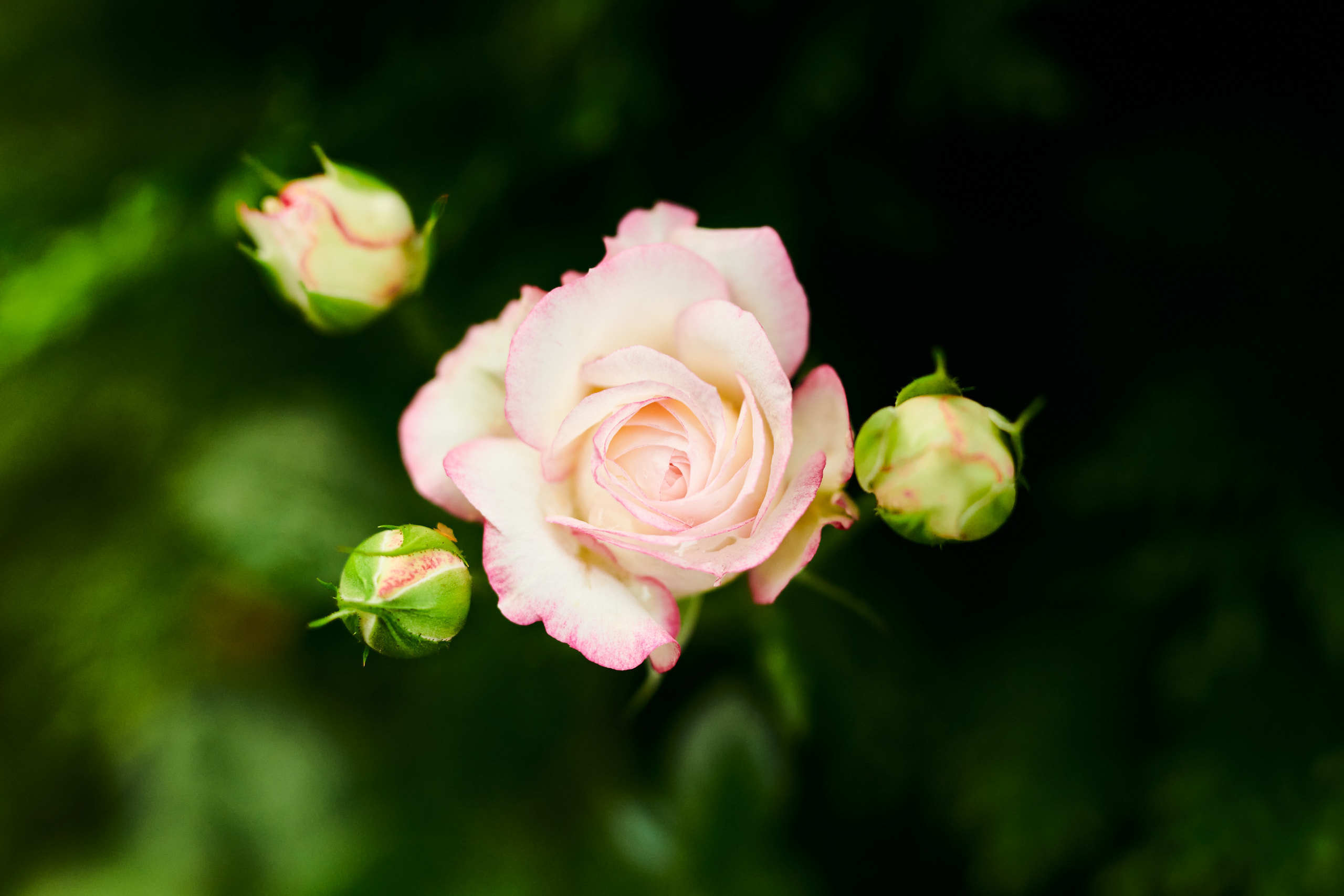 Roses. Nature and macro photography by Elena Zhukova