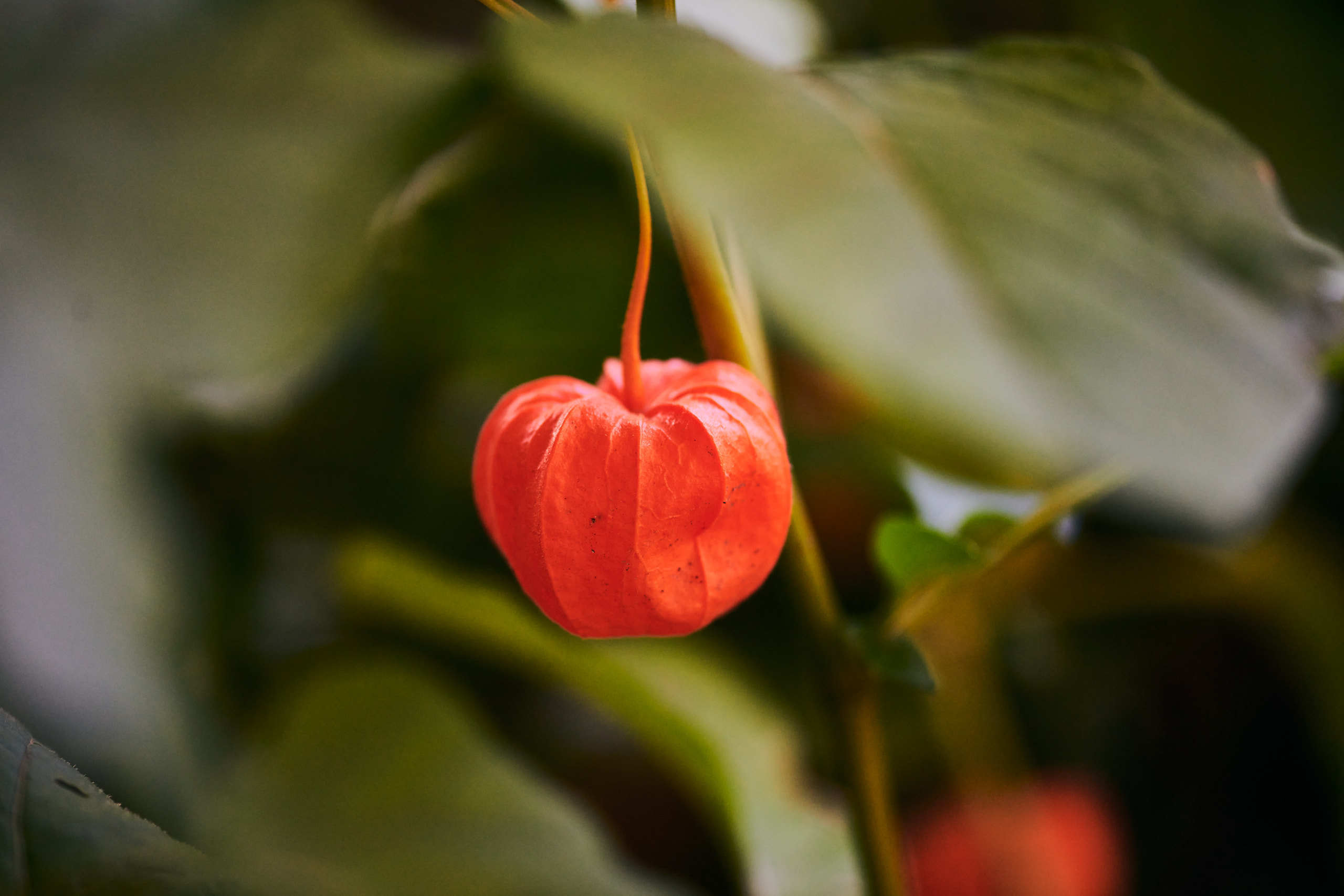 Berries. Nature and macro photography by Elena Zhukova