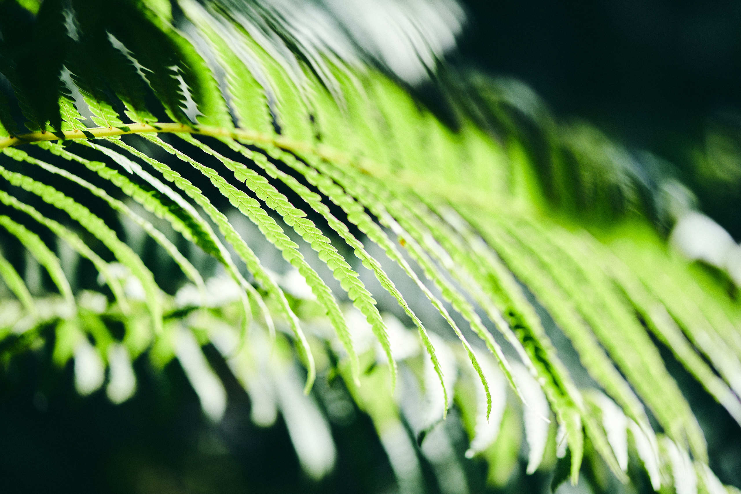 Leaves. Nature and macro photography by Elena Zhukova