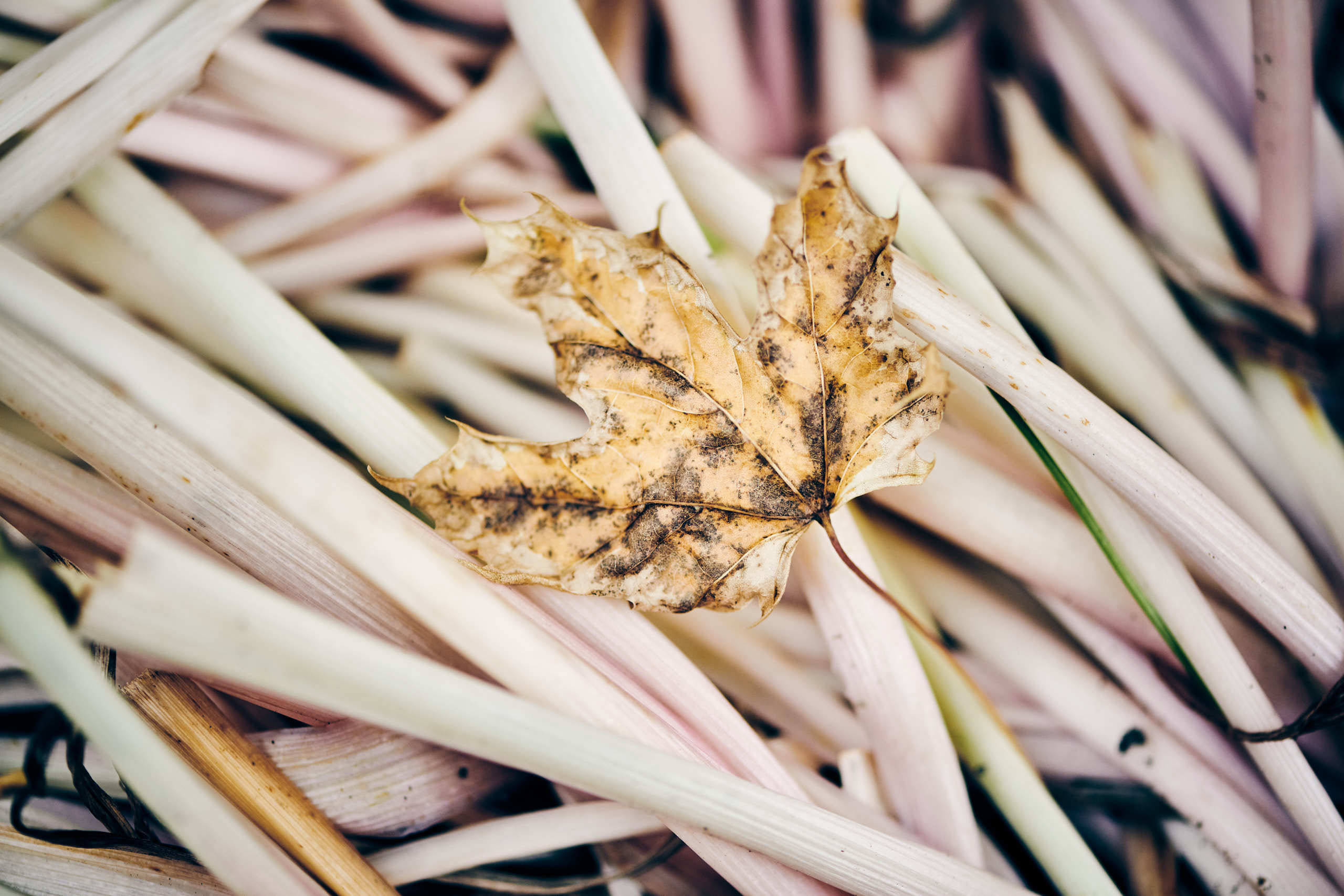 Leaves. Nature and macro photography by Elena Zhukova