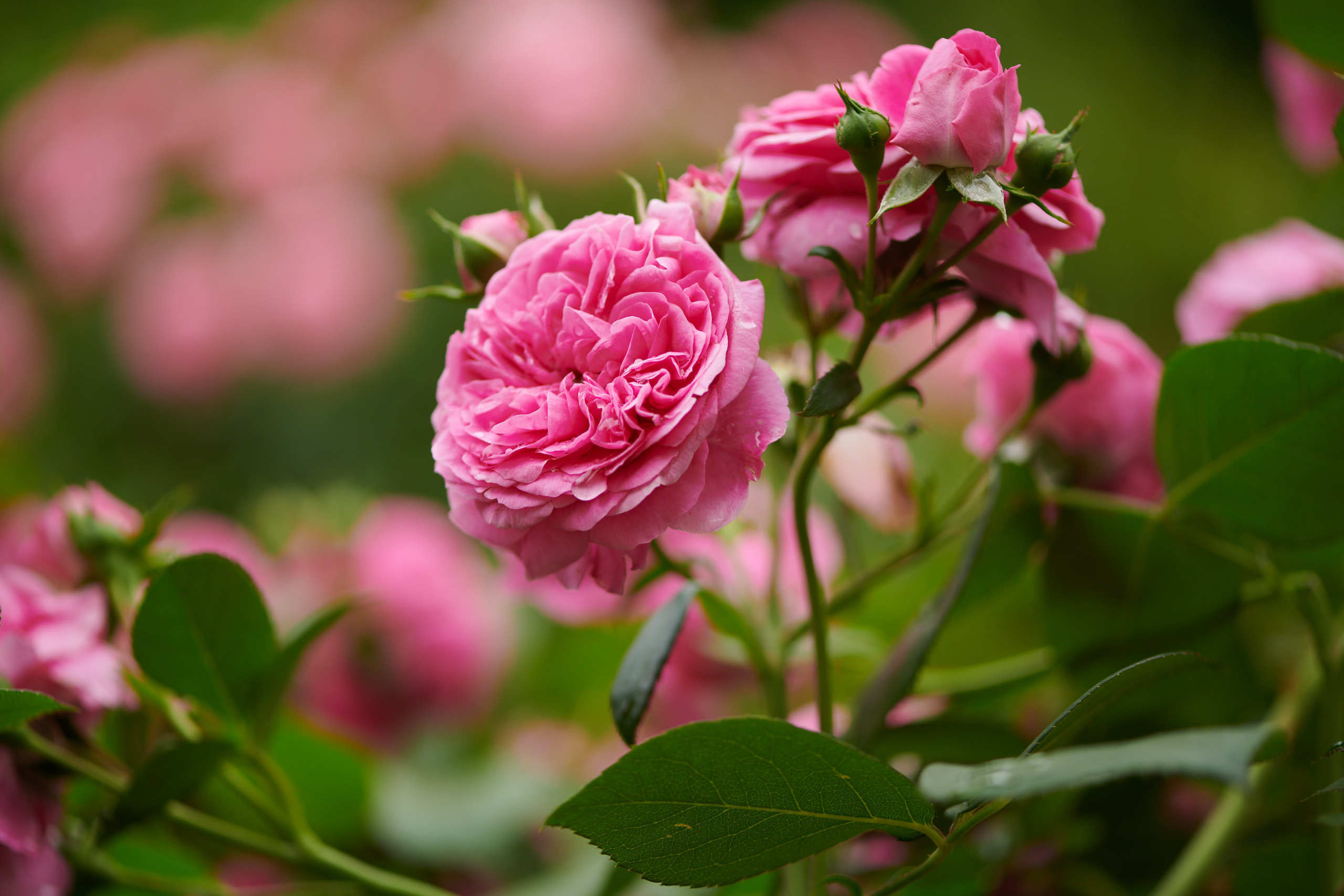Roses. Nature and macro photography by Elena Zhukova