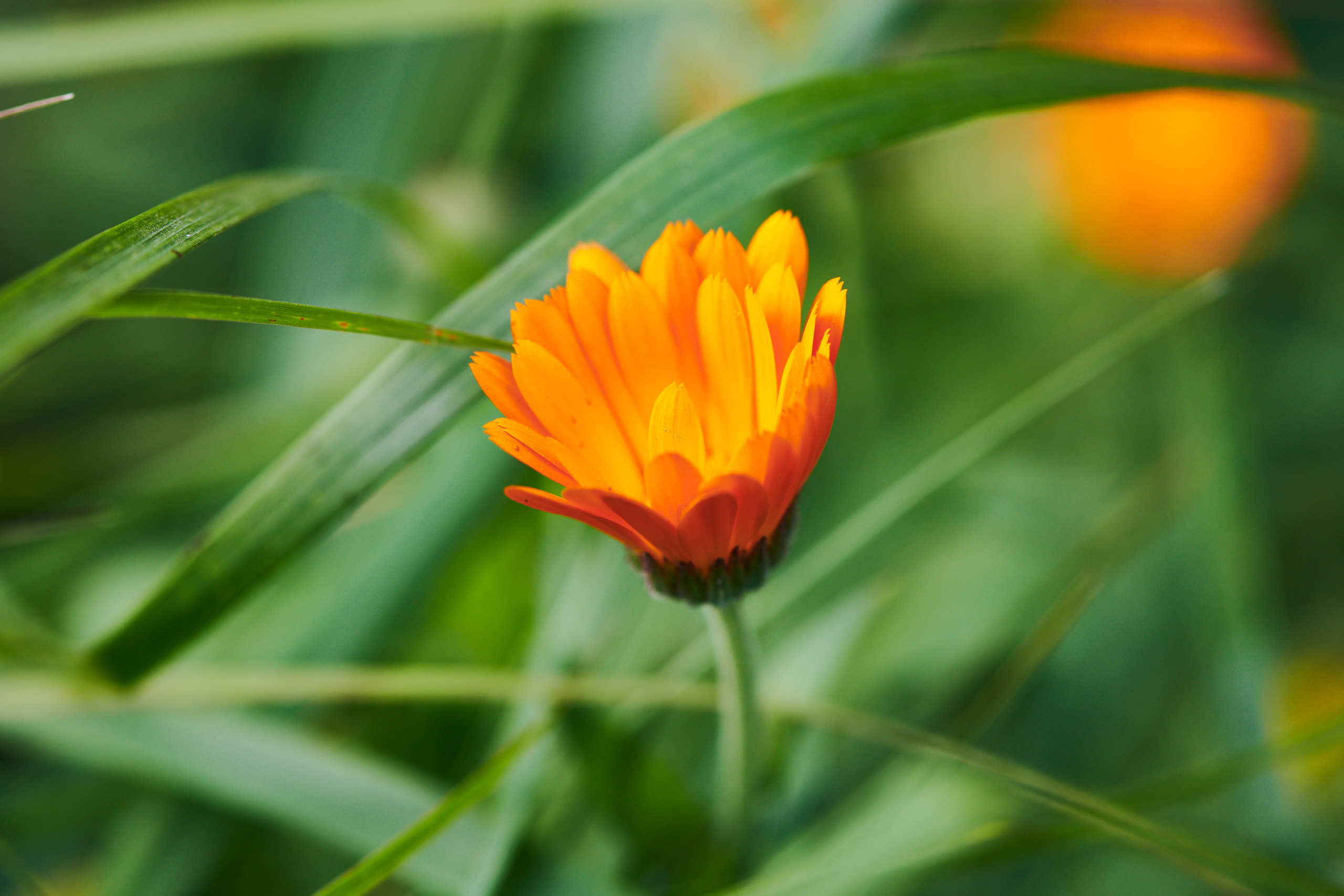 Flowers. Nature and macro photography by Elena Zhukova
