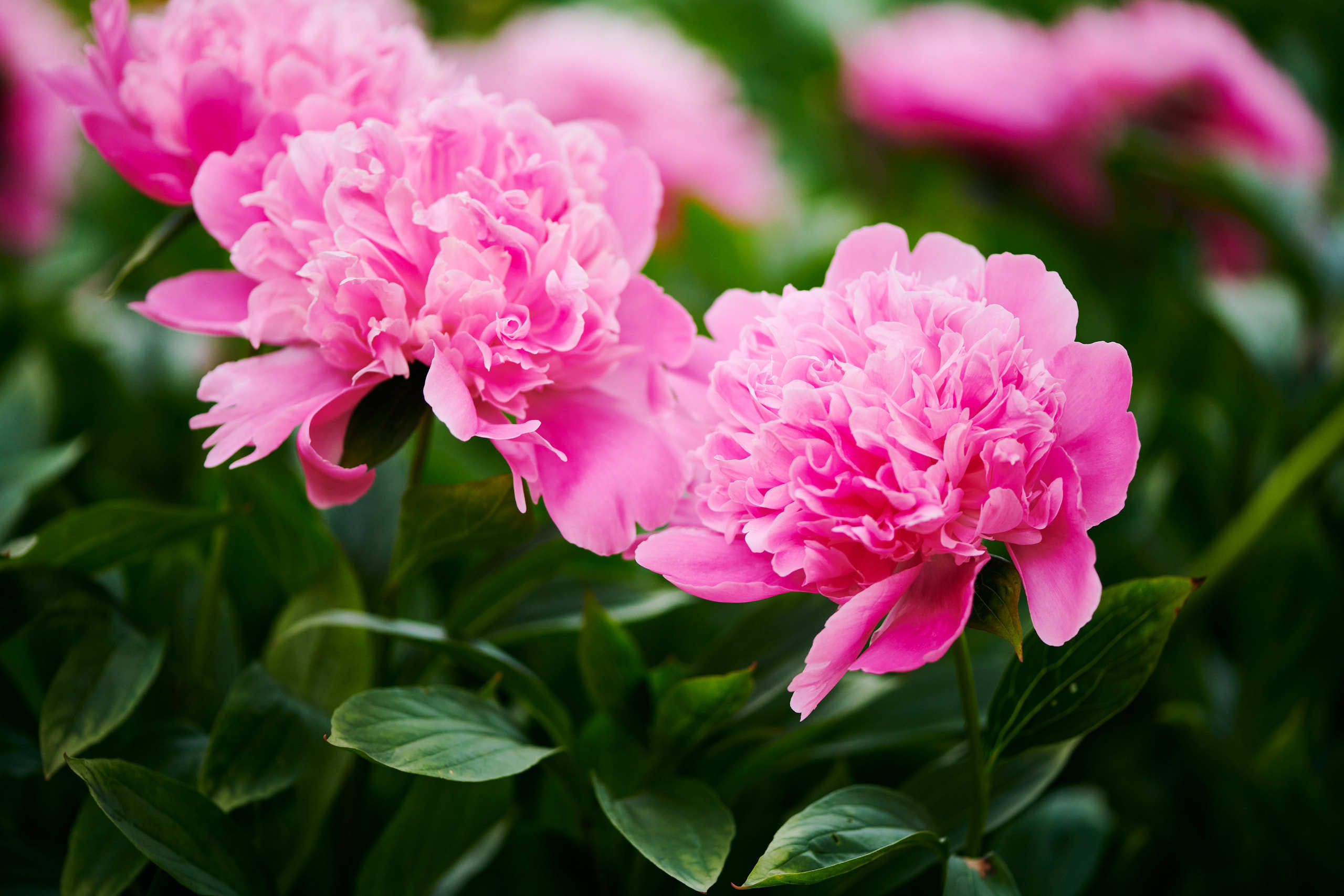 Flowers. Nature and macro photography by Elena Zhukova