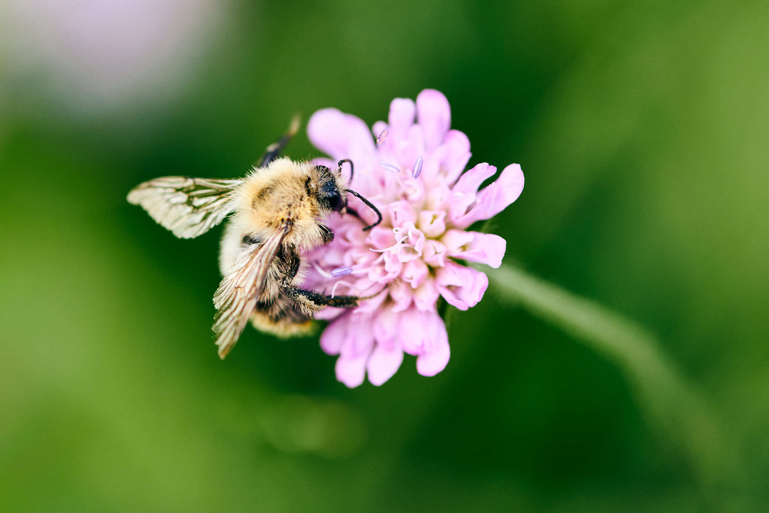 Nature and macro photography by Elena Zhukova