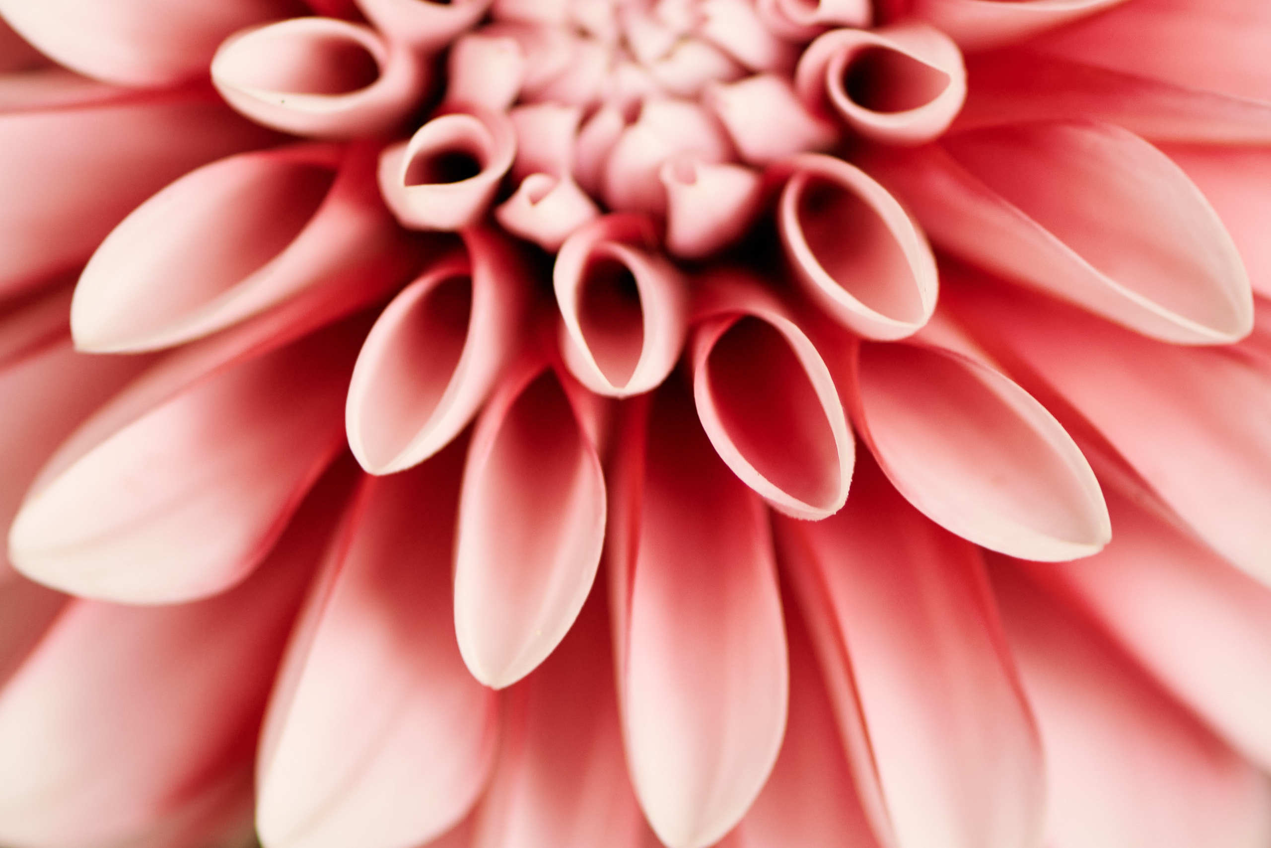 Nature and macro photography by Elena Zhukova