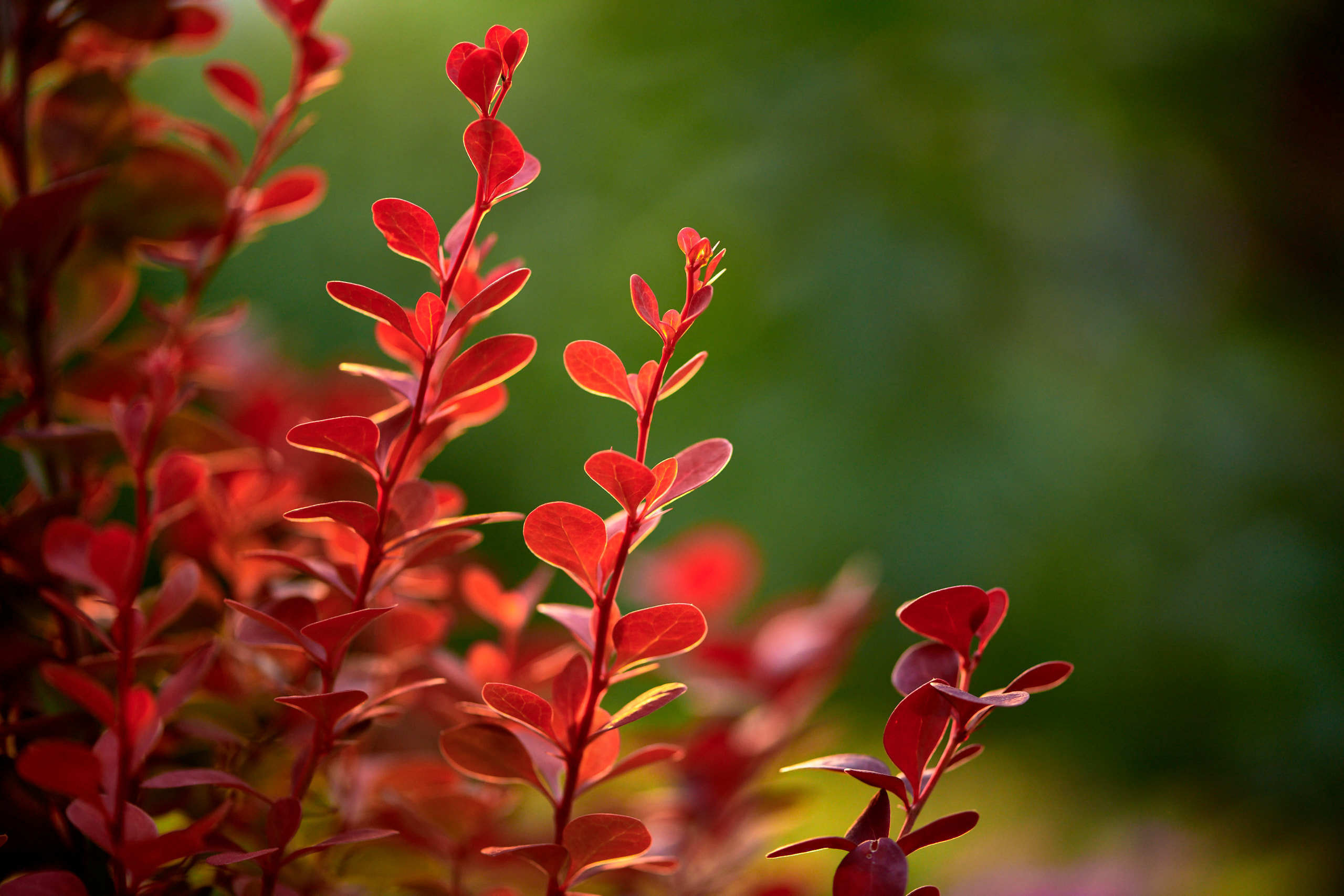 Leaves. Nature and macro photography by Elena Zhukova